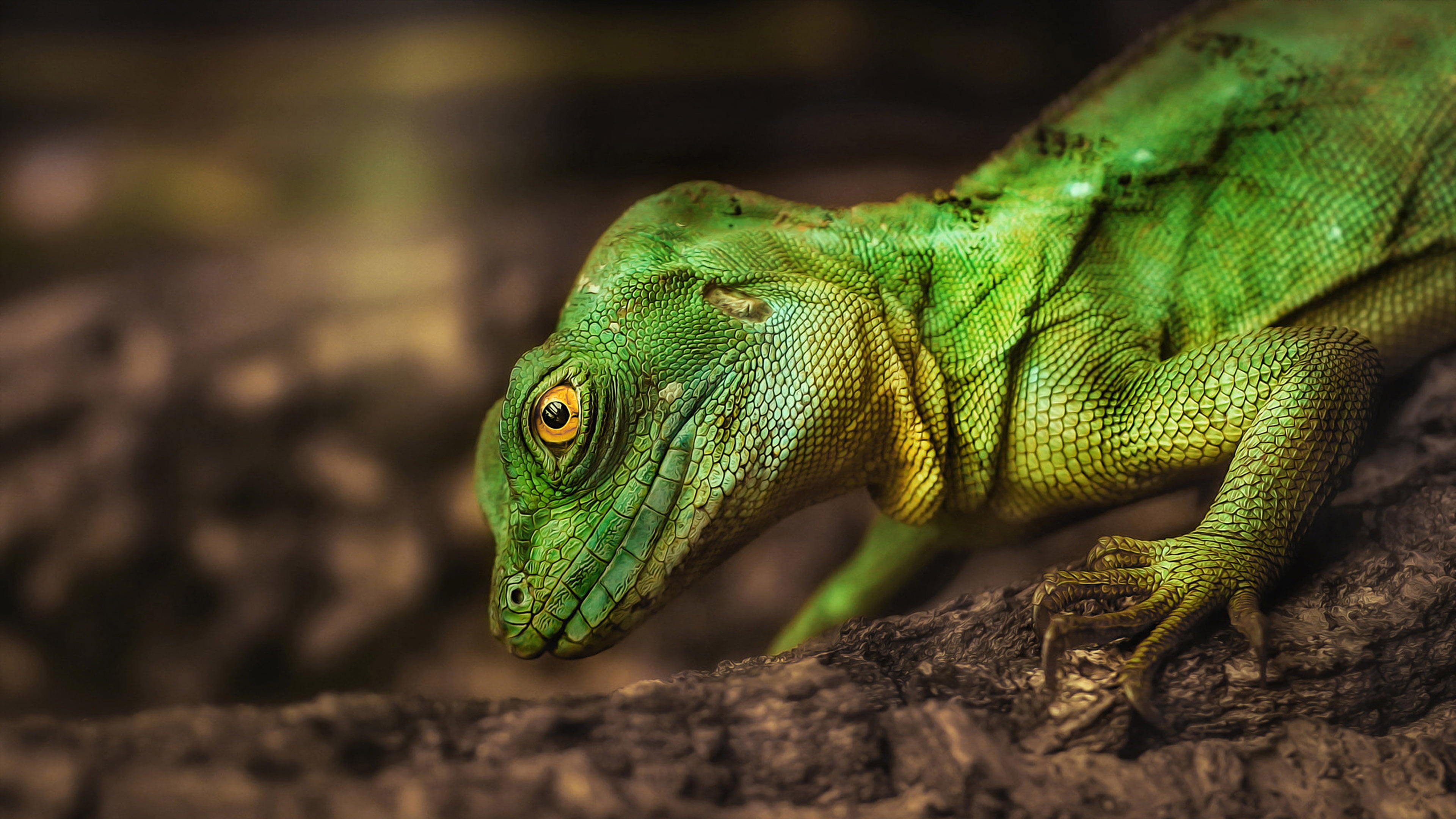 animal themes, animal body part, profile view, rainforest, reptile, animals in the wild, animal, born, anxious, close-up, green color, central, HD Wallpaper
