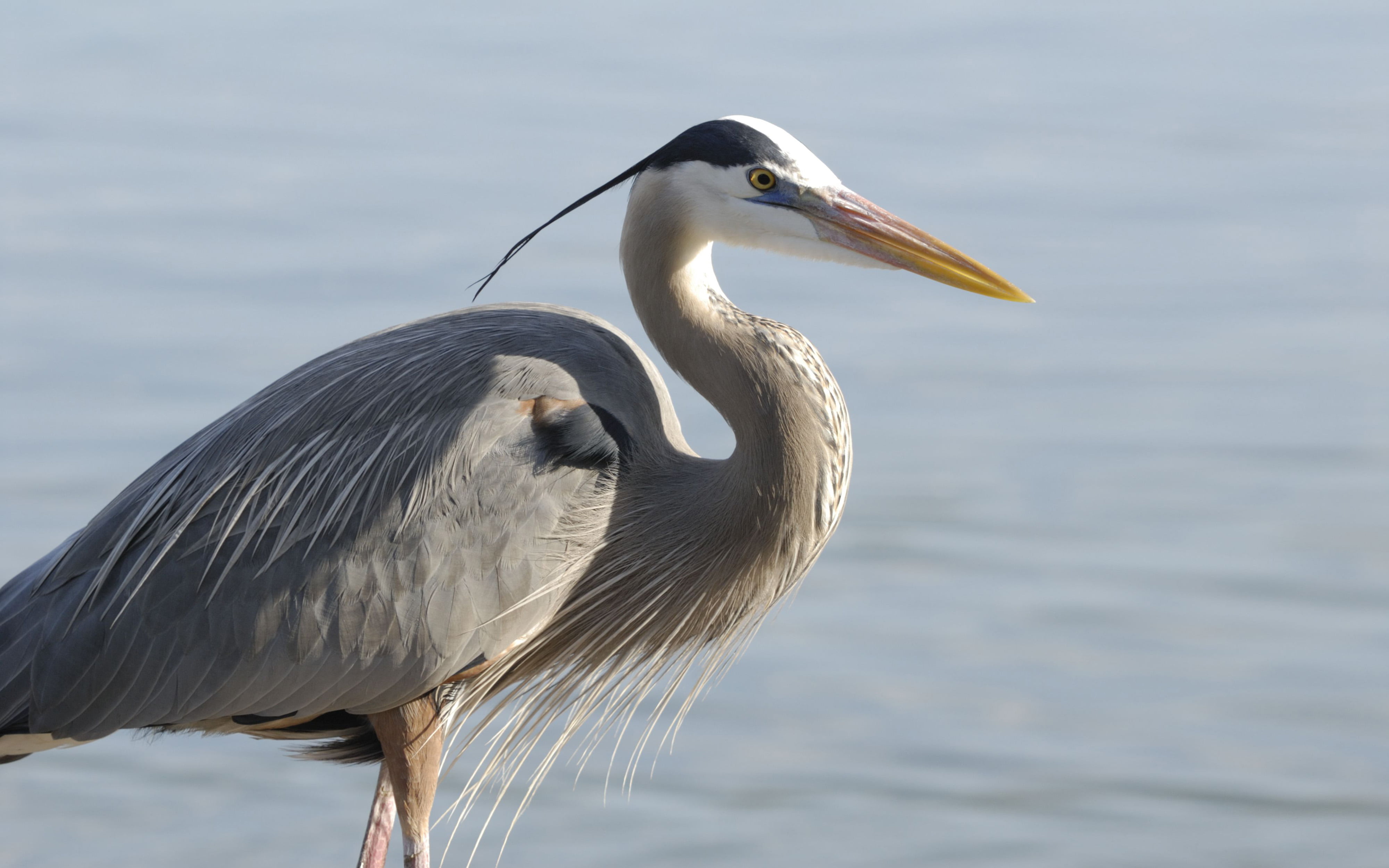 no people, animal themes, north, animals in the wild, open, heron, big, lake, animal wildlife, islands, nature, america, one animal, water, family, galapagos, HD Wallpaper