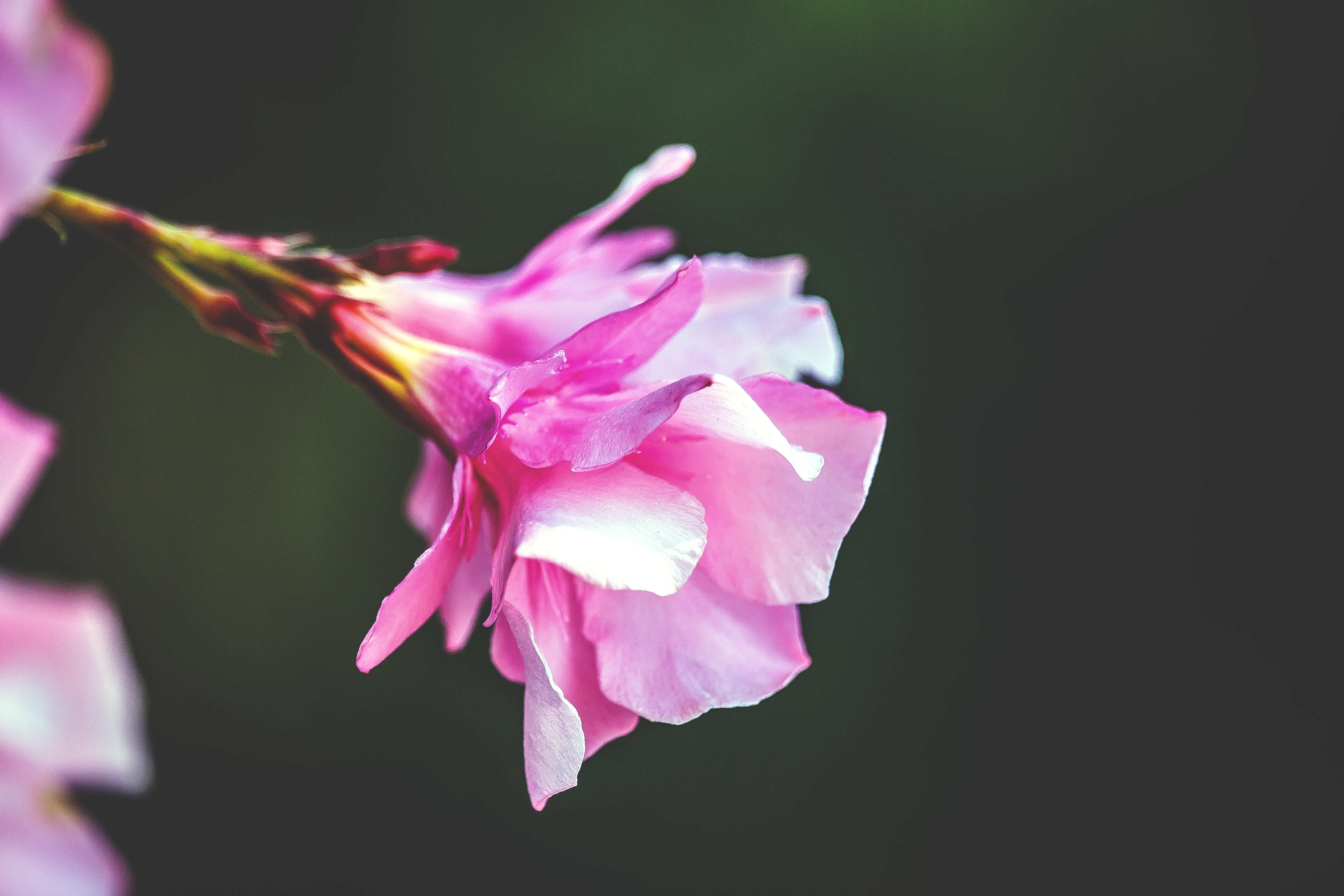 5K, flowering plant, flower head, giardino, springtime, freshness, rosa, winedharma, pink color, vulnerability, focus on foreground, pollen, studio shot, HD Wallpaper