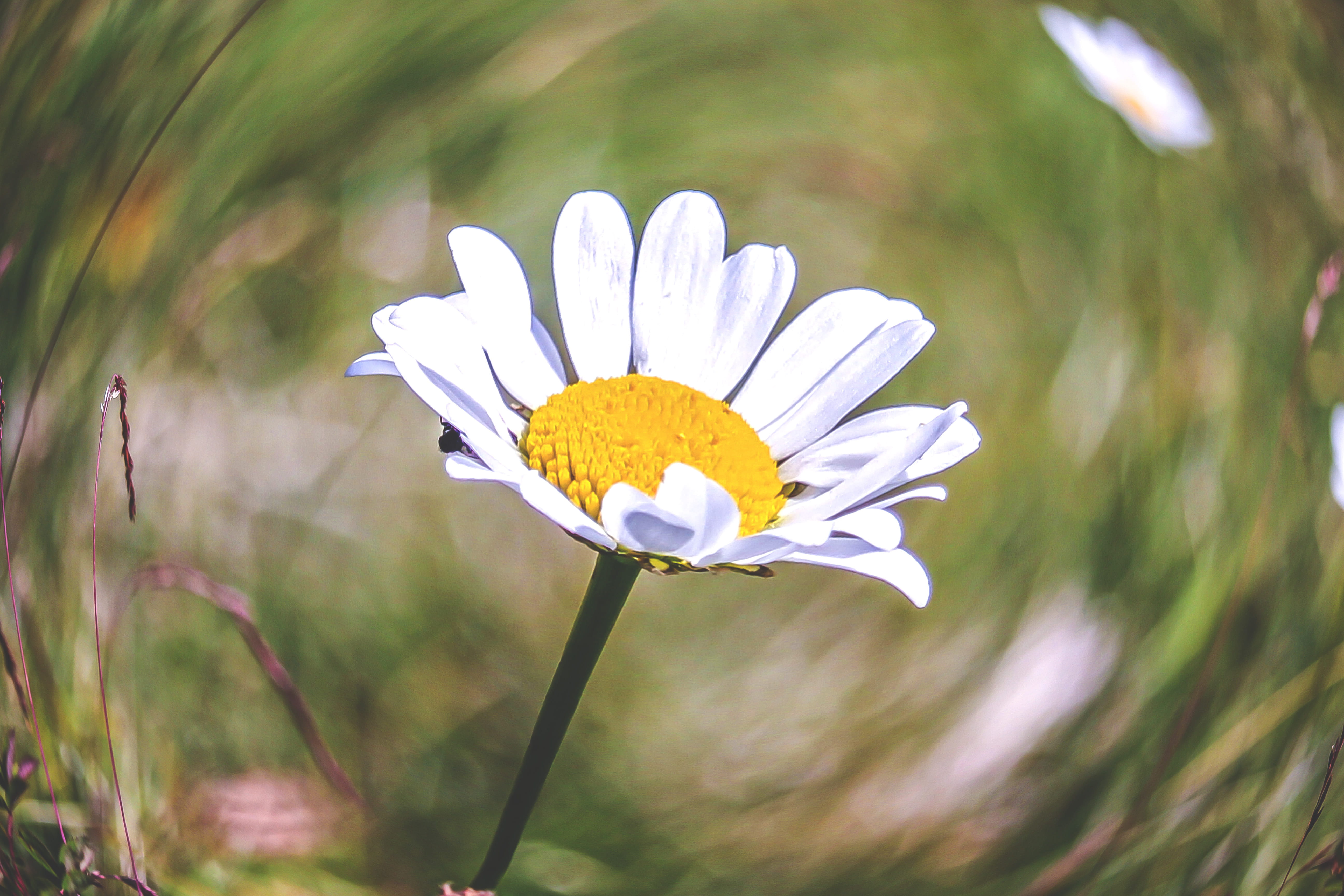 focus on foreground, flowering plant, flower head, growth, margherita, pollen, plant stem, day, purple, outdoors, daisy, nature, close-up, inflorescence, HD Wallpaper