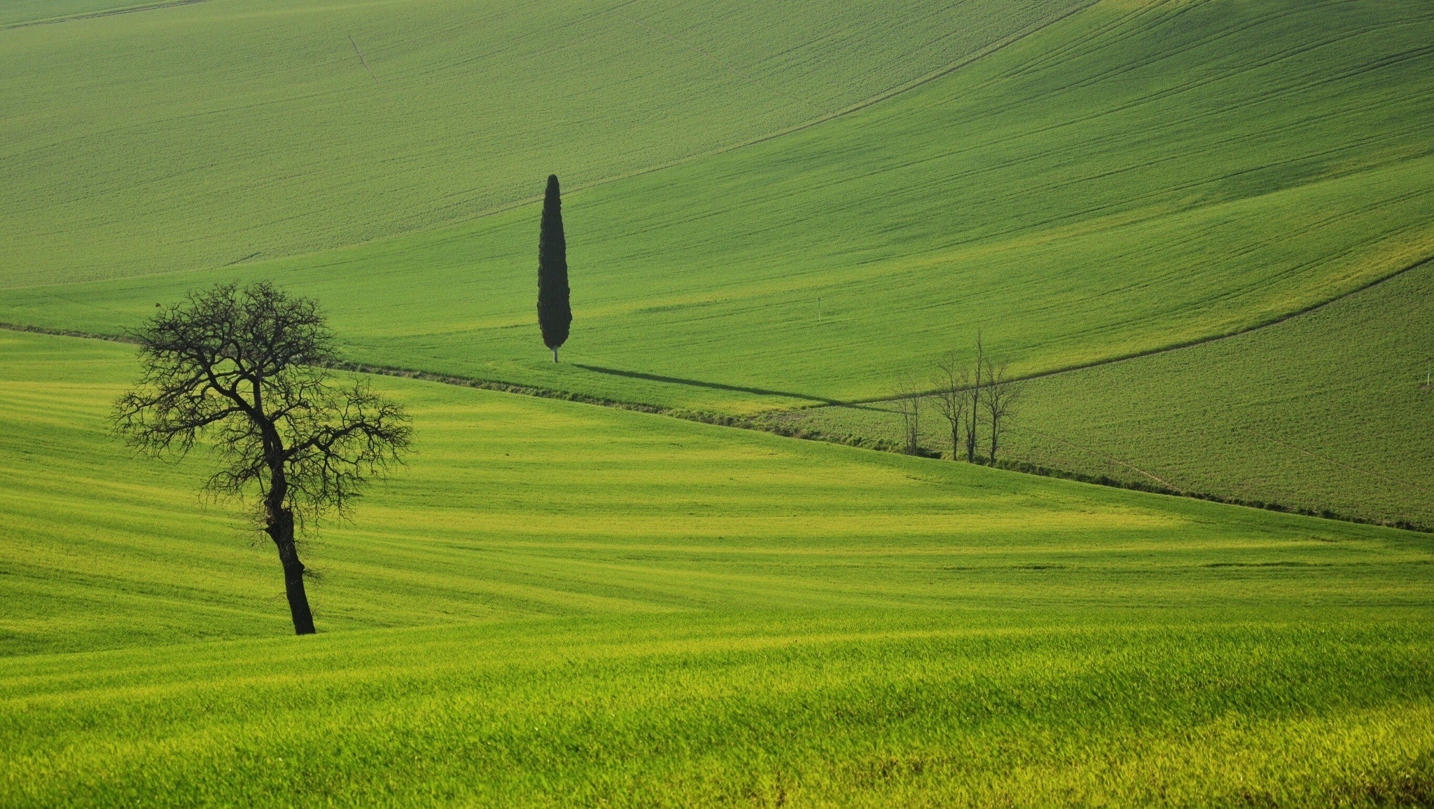 marche, countryside, alberi, 1080P, Italy, HD Wallpaper