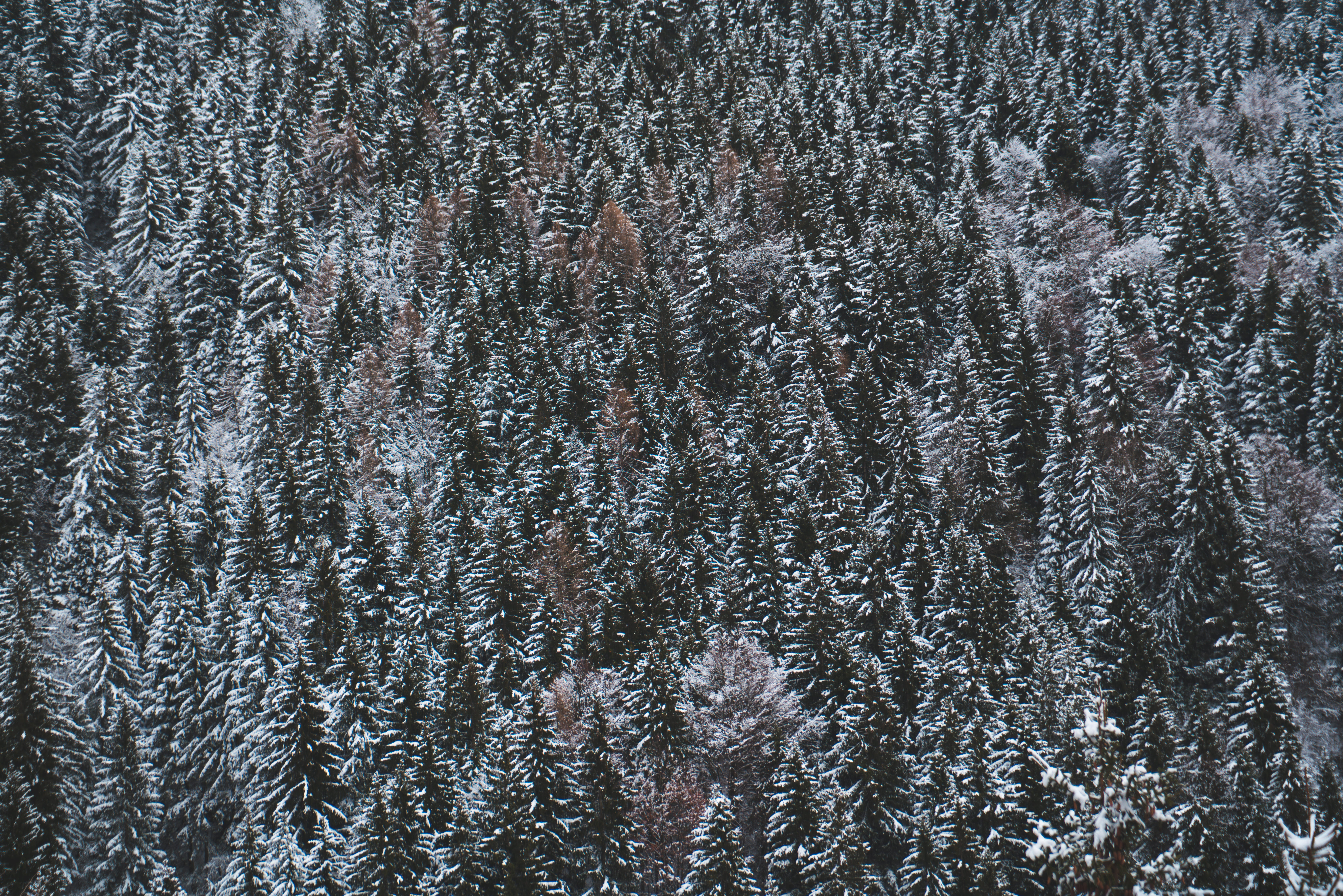 no people, cold temperature, italia, panorama invernale, snow, full frame, pine, brescia, ice, plant, snowing, abies, aerial, frost, pattern, spruce, photo, HD Wallpaper