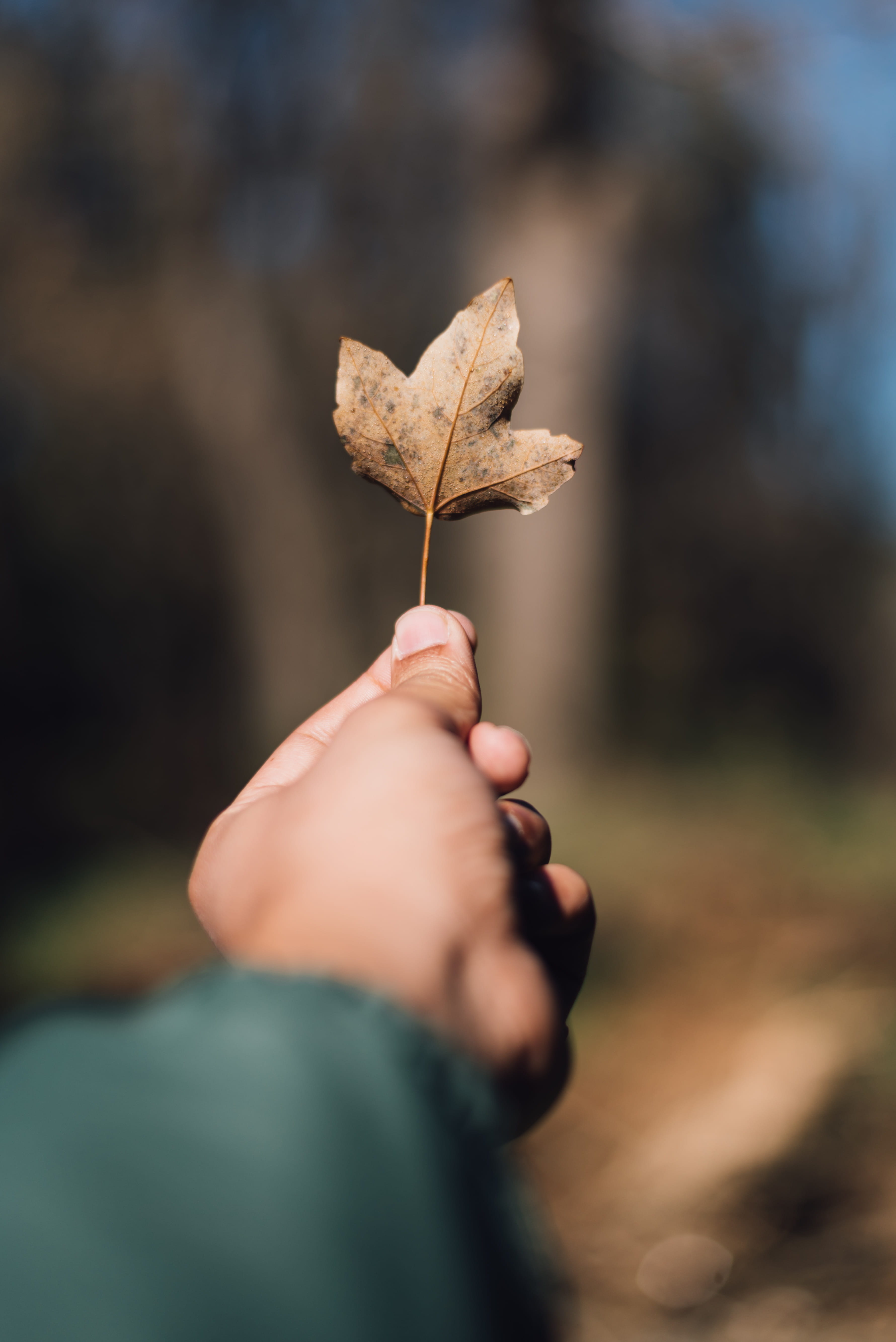 selective focus, marocco, human limb, natura, brown, outdoors, holding, hand, alberi, personal perspective, forest, autumn, ifrane, foglium, unrecognizable person, Phone HD Wallpaper
