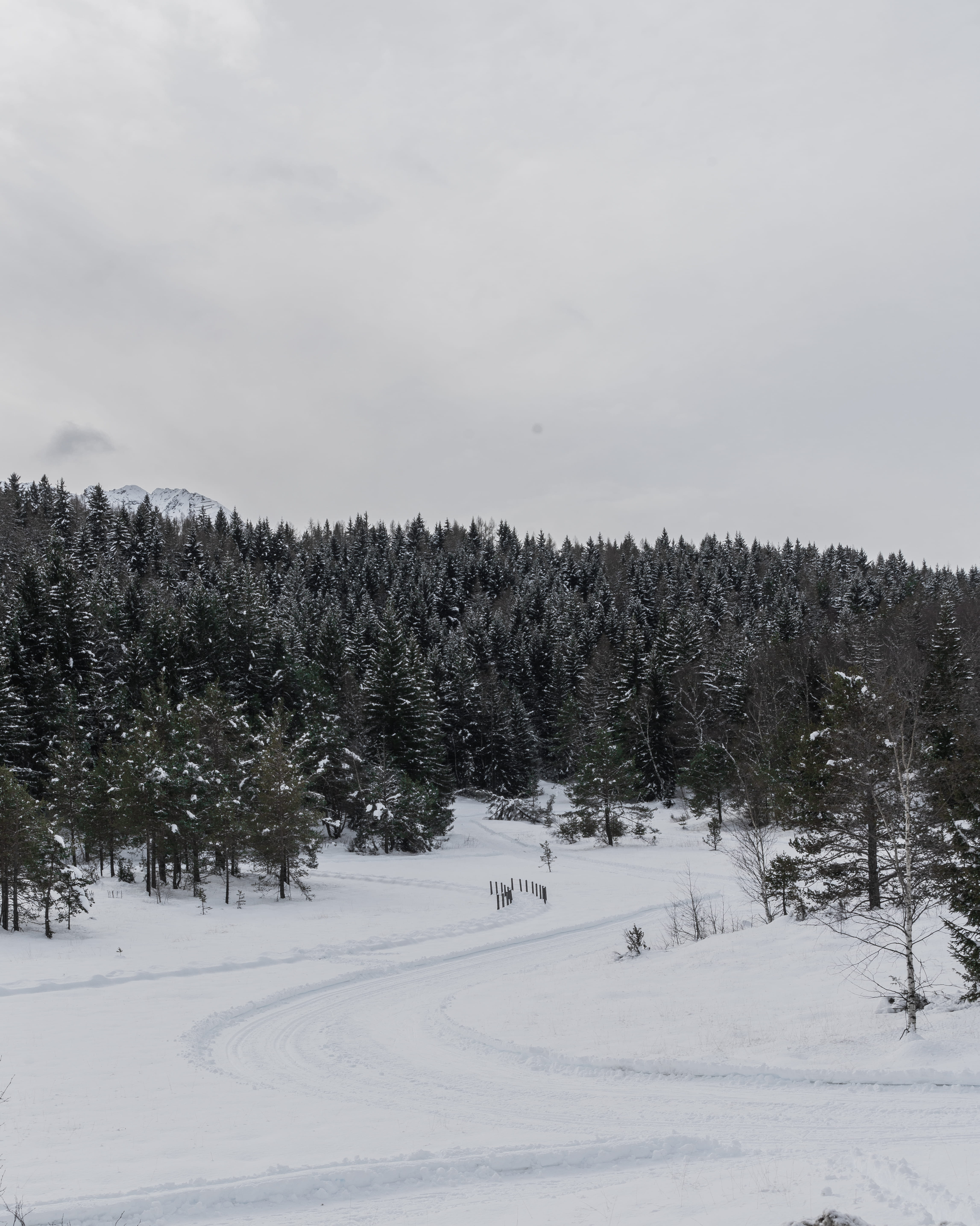 moutain, snowshoes, cloud - sky, scenics - nature, pini, tranquility, beauty in nature, alberi innevati, snow, white color, alpi, nevicata, environment, Phone HD Wallpaper