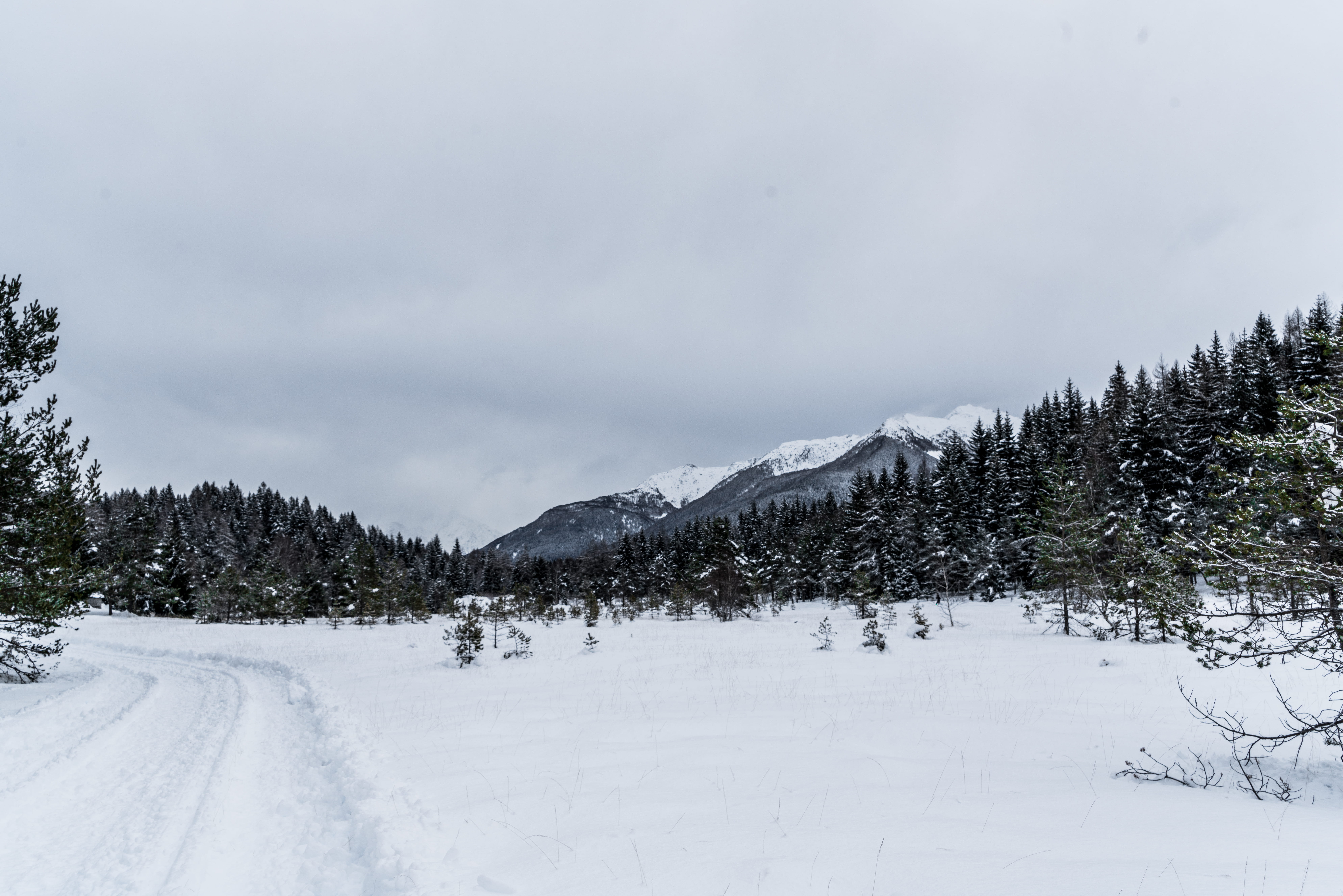 ice, day, daytime, beauty in nature, pine tree, trees, moutain, 8K, green, extreme weather, scenics - nature, sondrio, nature, snow, sky, outdoors, conifer, HD Wallpaper
