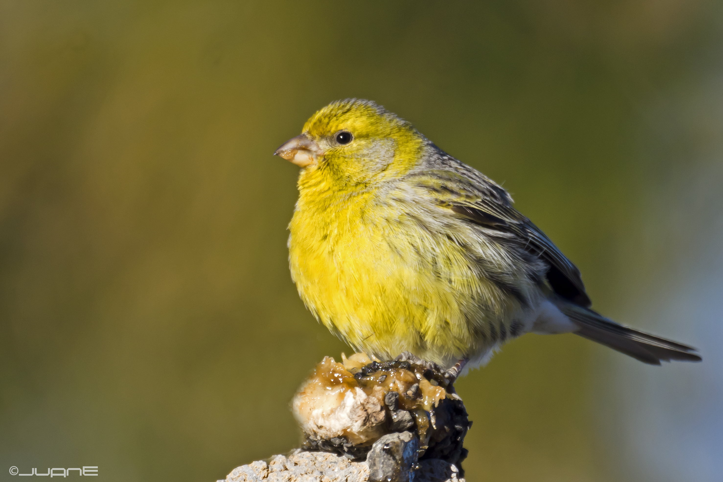 outdoors, perching, wildlife, beak, animal, Serinus canarius, Canario, animals In The Wild, 2K, nature, natura, yellow, rock, gray rock, close-up, silvestre, HD Wallpaper