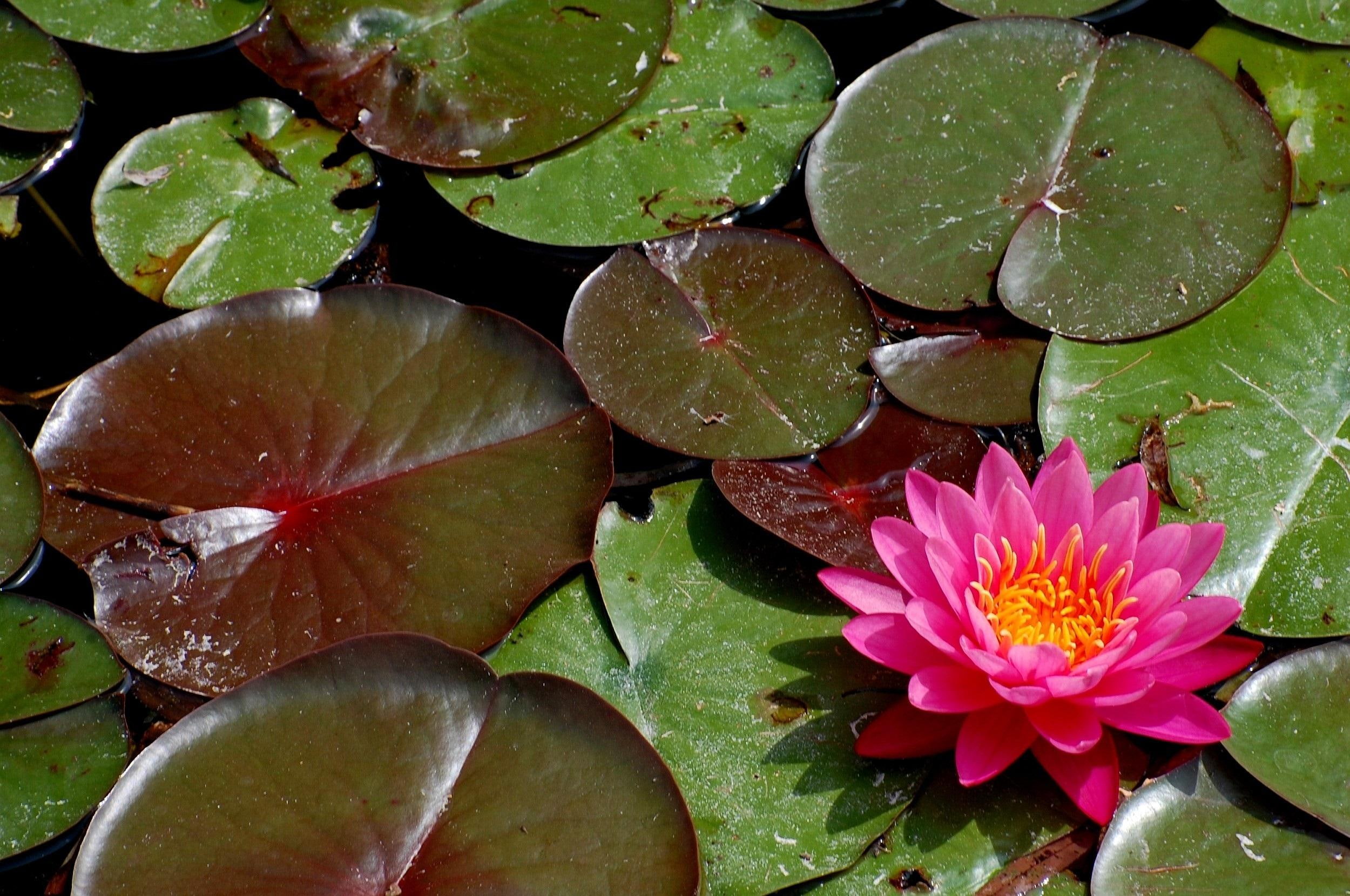 kwiaty, woda, water, flower, nymphaeaceae, natura, 1080P, wodne, nature and landscapes, lily, lilie, HD Wallpaper