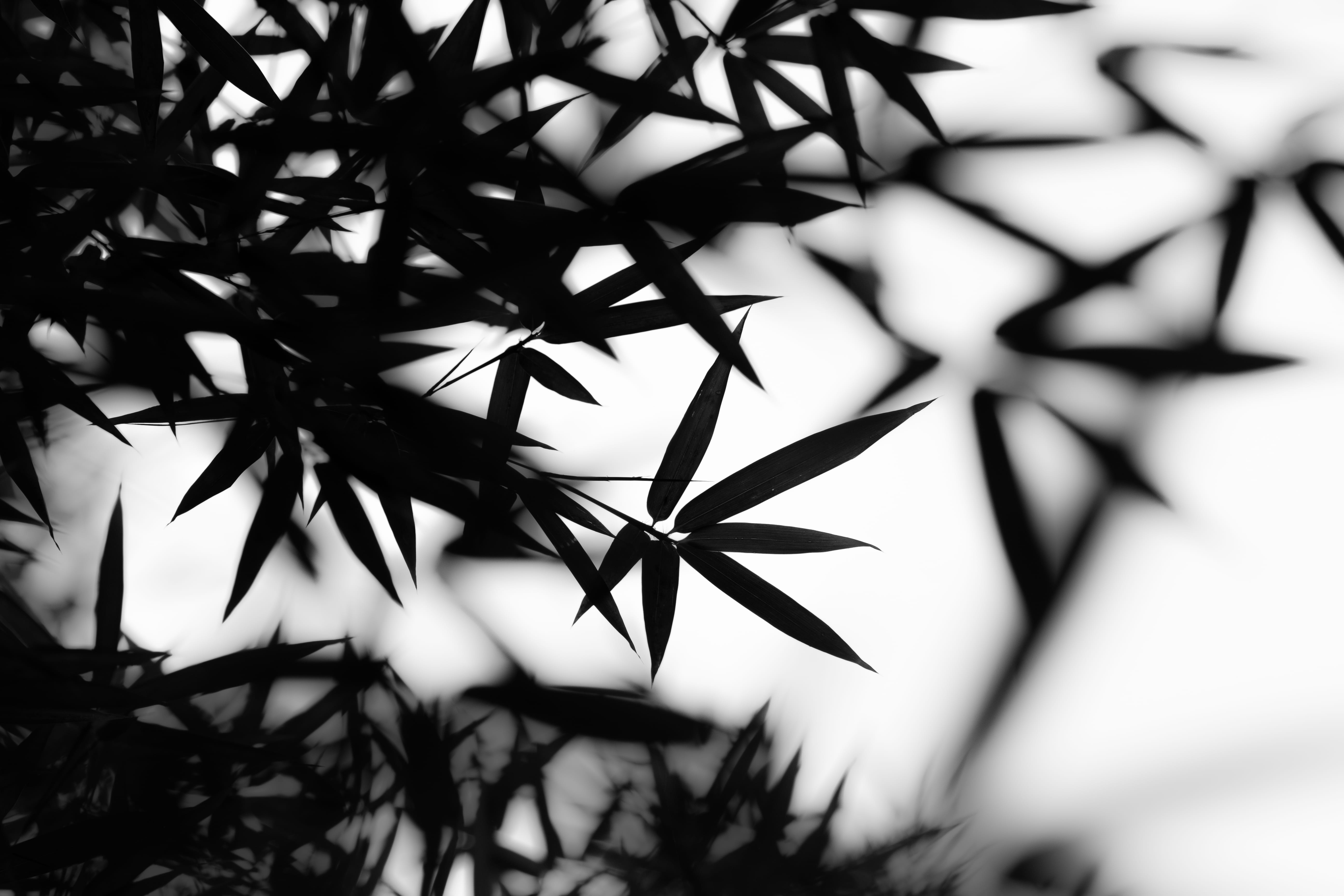 wood, bokeh, plant, no people, beauty in nature, pattern, day, leaves trunk, white, woodland, branch, nature, bamboo, outdoors, leaves, fragility, selective focus, HD Wallpaper