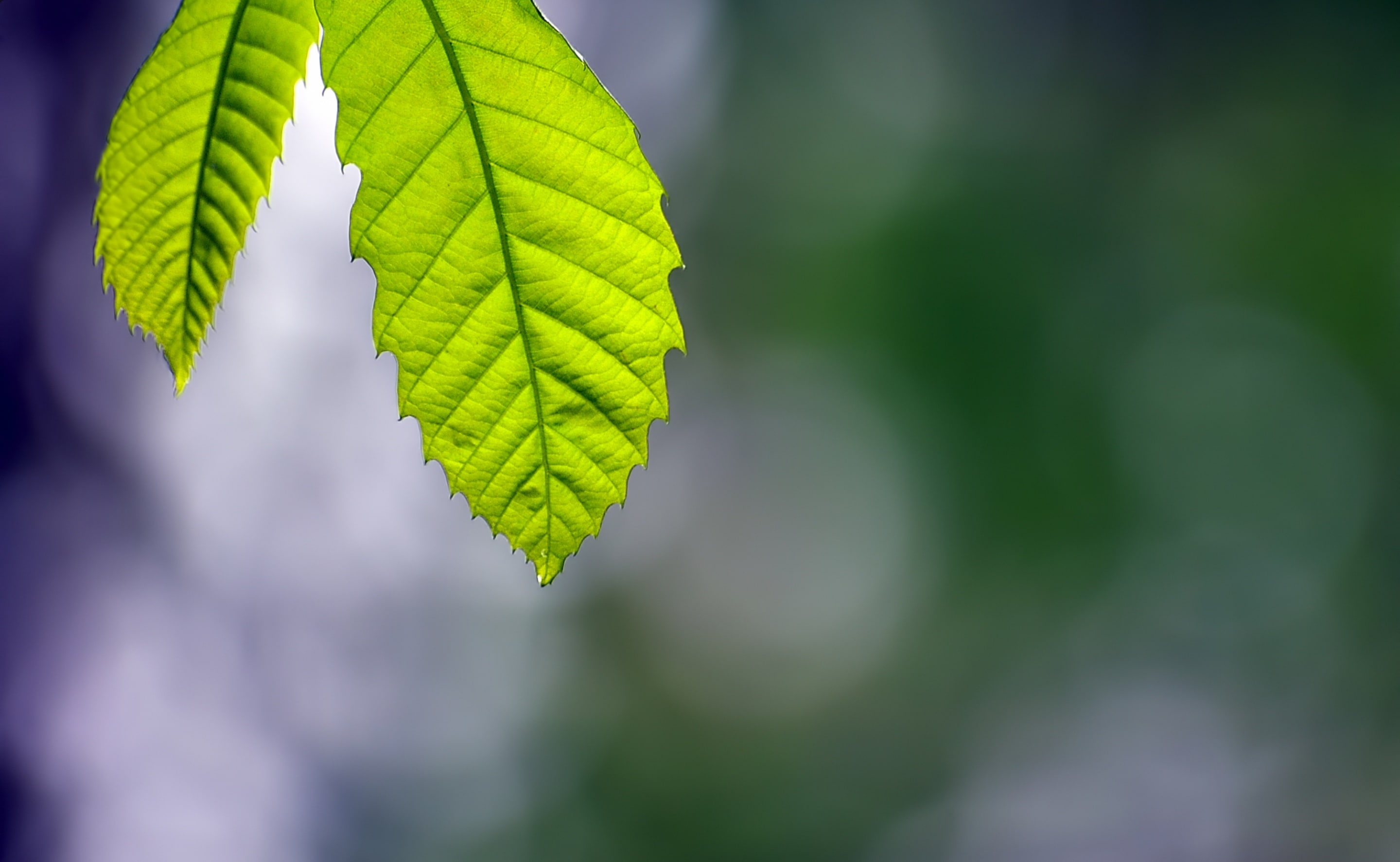 Bosque, Macro, Green, no people, Osona, plant, Life, leafs, day, tree, Vida, bosc, Forest, fragility, verd, outdoors, Viladrau, silenci, beauty in nature, HD Wallpaper