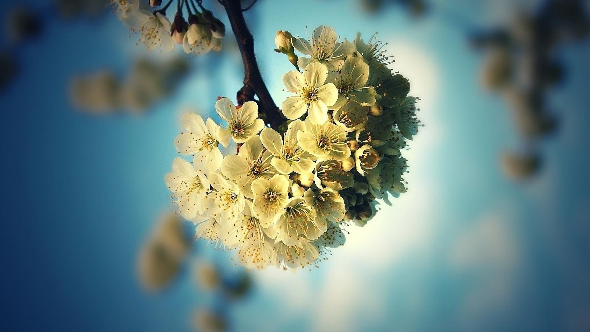 kwitnace, natura, trees, blooming, petaled, drzewa, 1080P, bouquet, flower, fruit, beige, kwiaty, nature and landscapes, HD Wallpaper