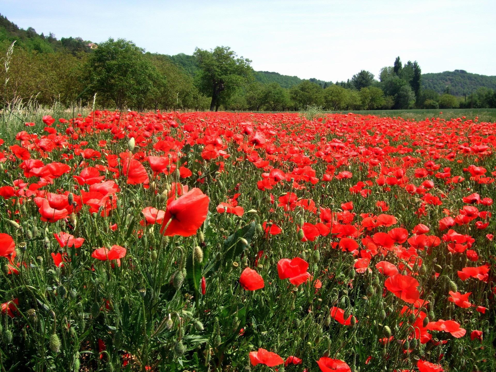 natura, meadow, laka, kwiaty, nature and landscapes, makow, poppies, 1080P, HD Wallpaper