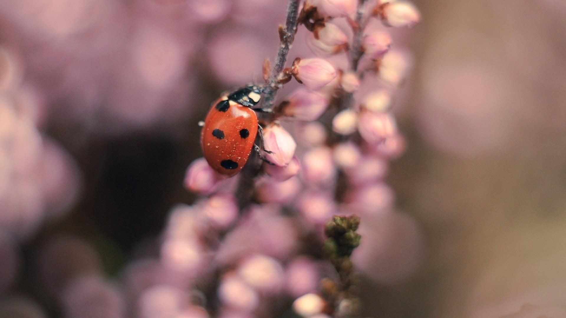 nature and landscapes, flowers, 1080P, biedronka, ladybug, natura, kwiaty, owady, HD Wallpaper
