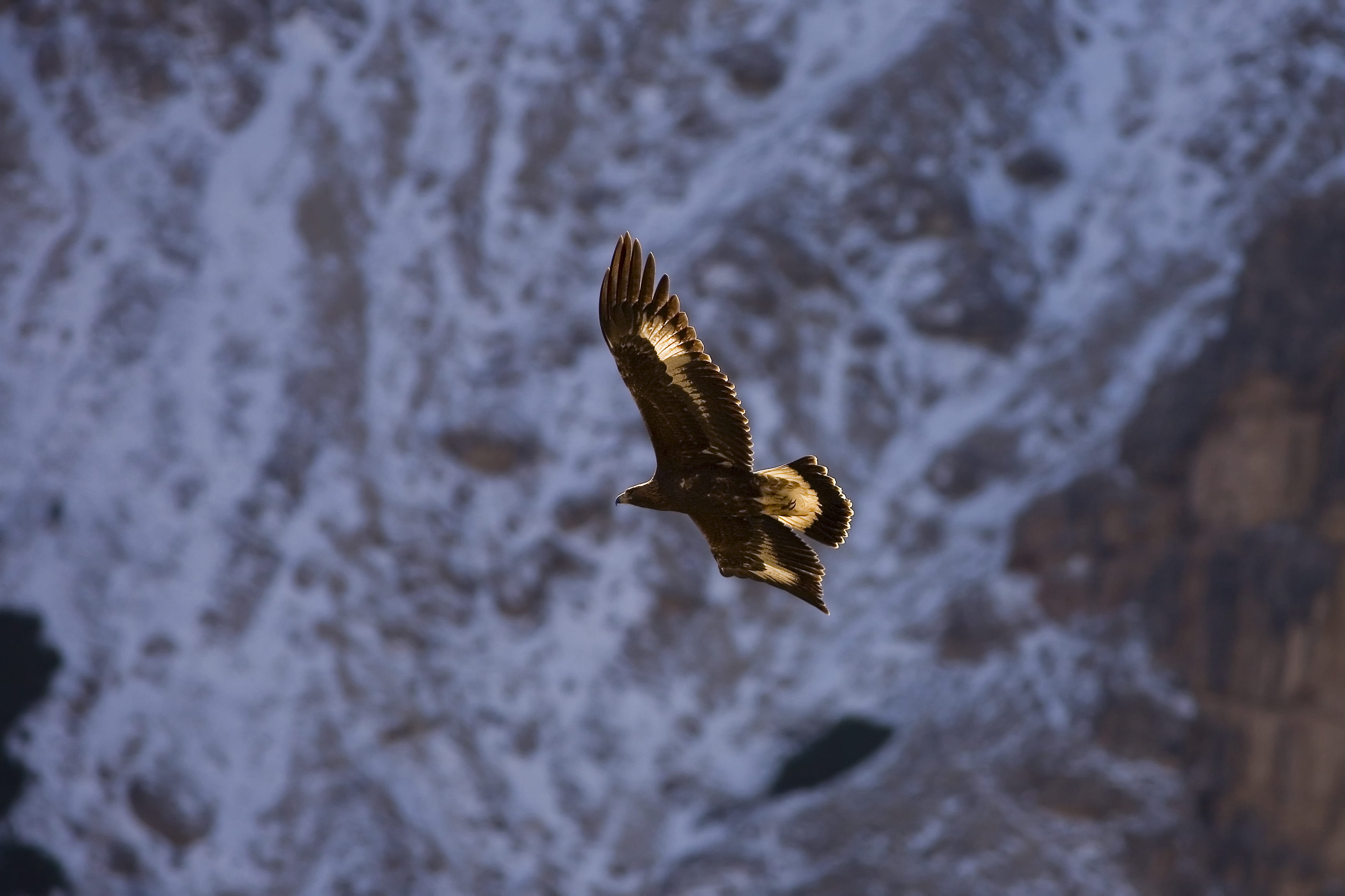 focus on foreground, nature, spread wings, eagle, mid-air, bird, day, wildlife, selva di val gardena, one animal, water, real-eagle, italy, animal wildlife, HD Wallpaper