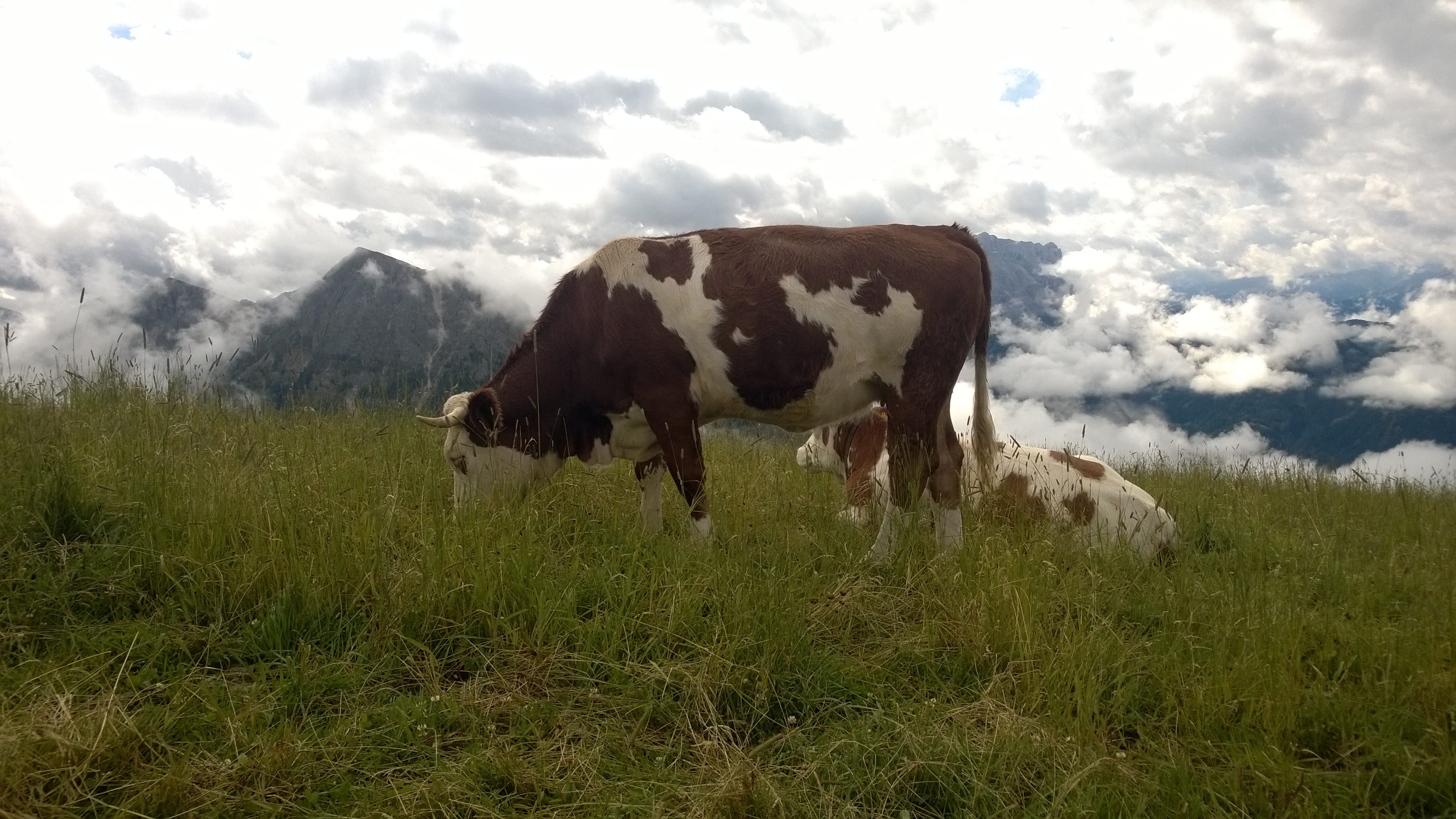 alpine, herbivorous, summit, animal themes, cloud - sky, pets, south tyrol, cows, nature, landscape, livestock, domestic animals, cow, animal, 2K, grass, HD Wallpaper