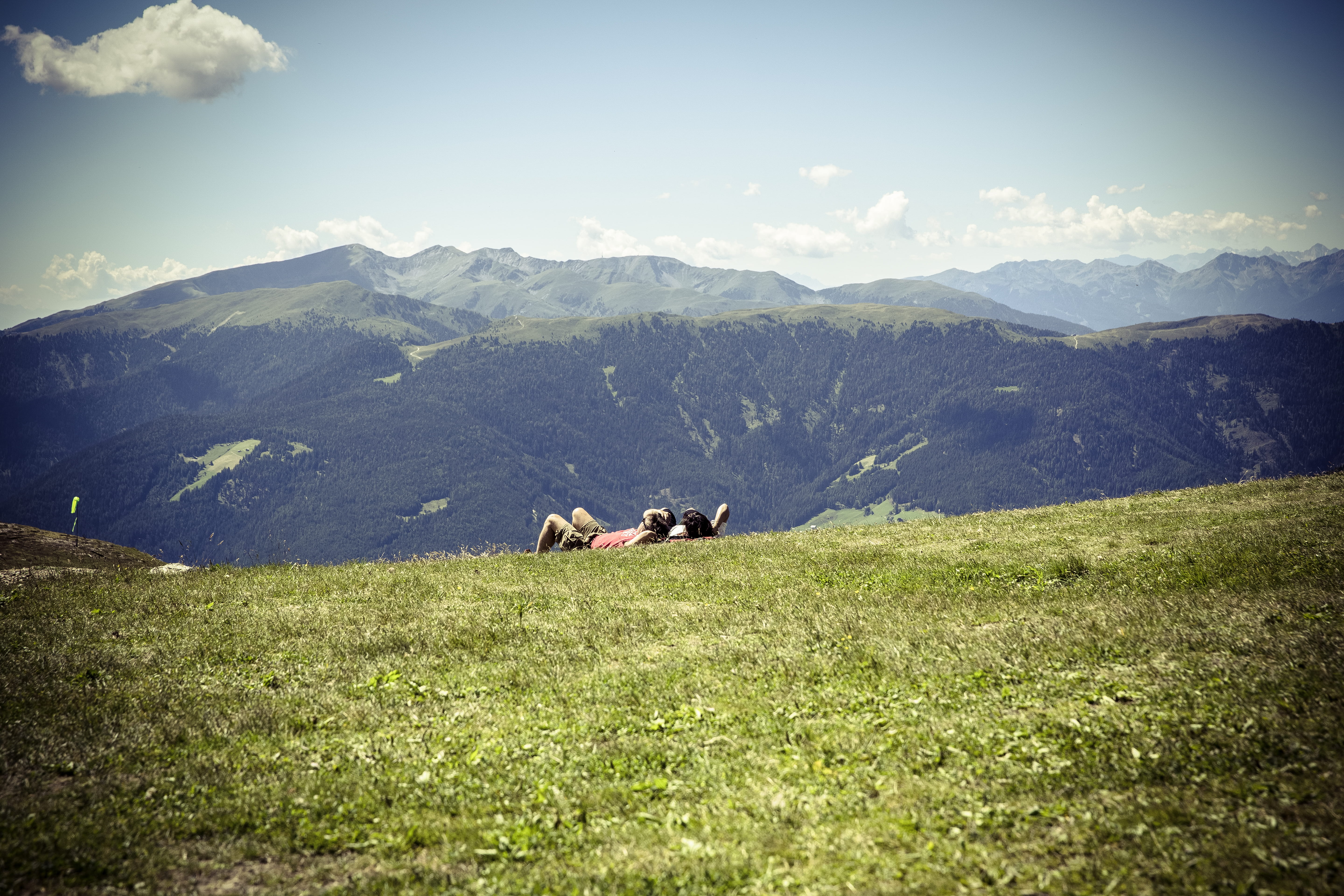 field, habitat, domestic animals, pets, italy, kronplatz, hill, country, forest, corones, destination, animal, environment, plant, formation, herbivorous, HD Wallpaper