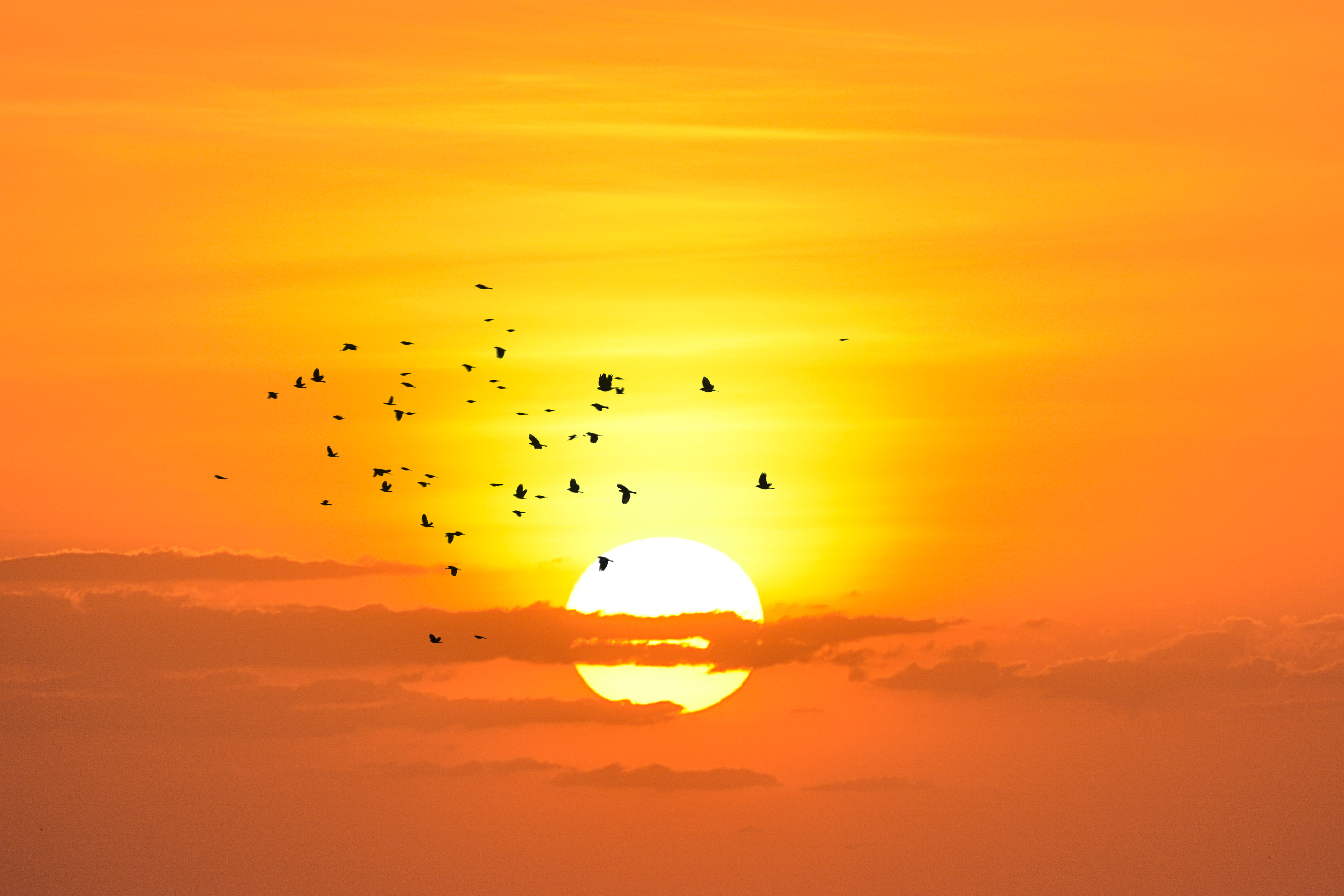 birds, brazil, vertebrate, group of animals, scenics - nature, trip, sun, travel, animals in the wild, bird, color, animal themes, large group of animals, HD Wallpaper