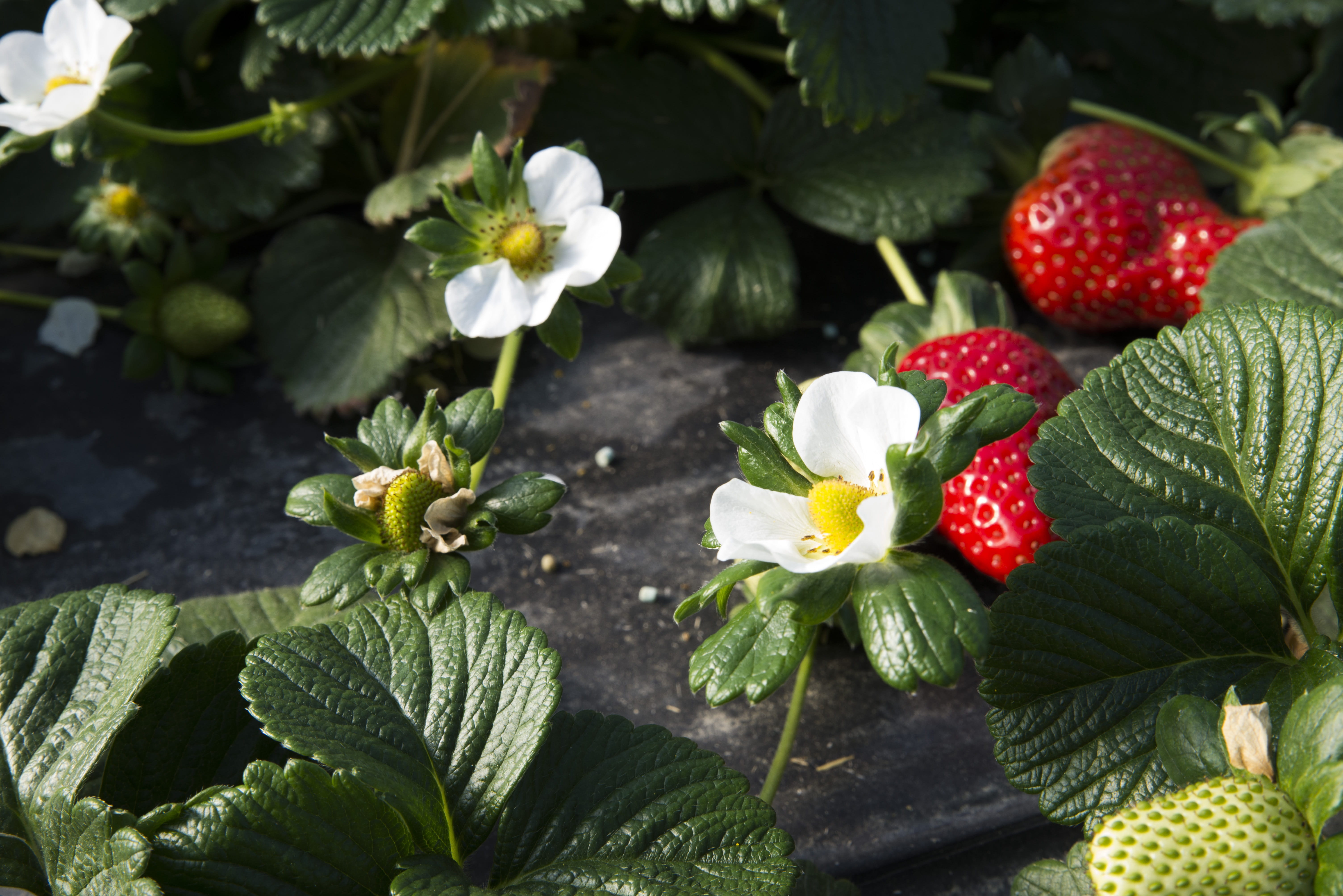 strawberry, nature, spring, flowering plant, green color, high angle view, flower, food and drink, basilicata, plant, healthy eating, nutrition, alimentari, HD Wallpaper
