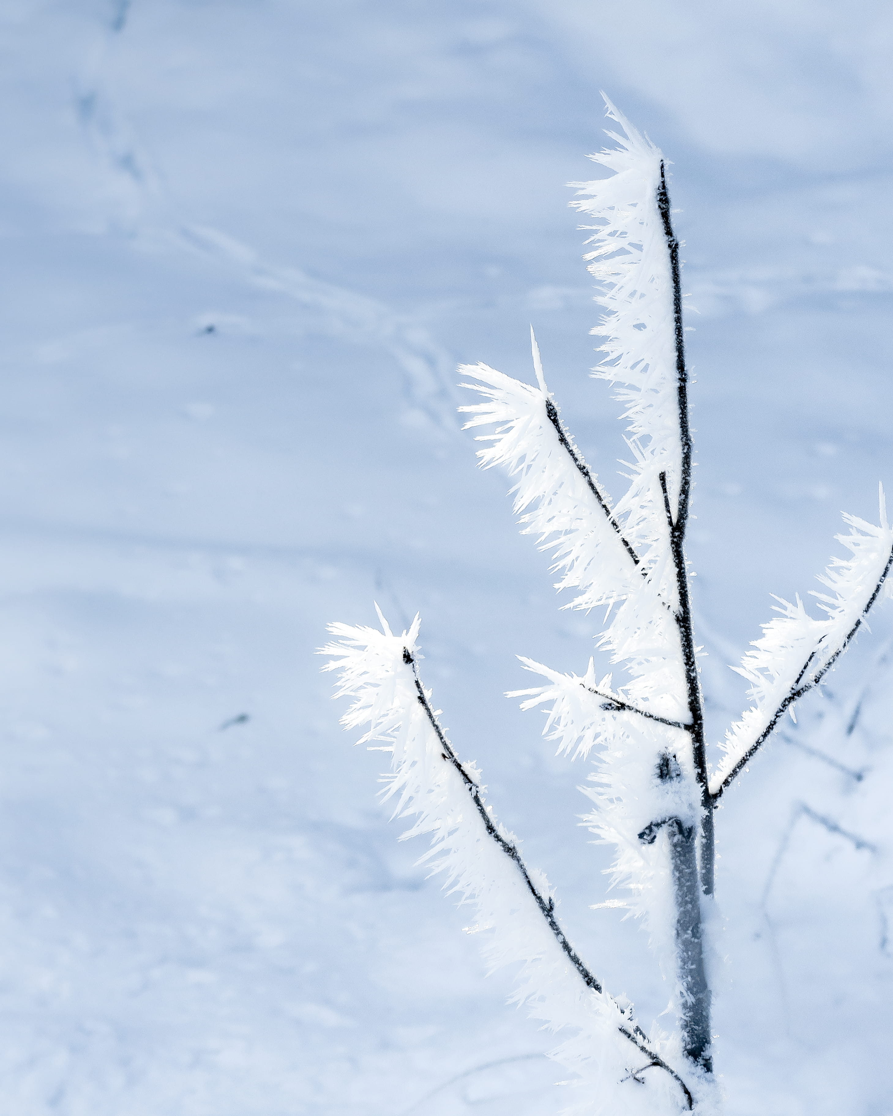 softness, extreme weather, macro photo, outdoors, focus on foreground, explore, winter, austria, no people, white color, macro, italia, close-up, discover, Phone HD Wallpaper