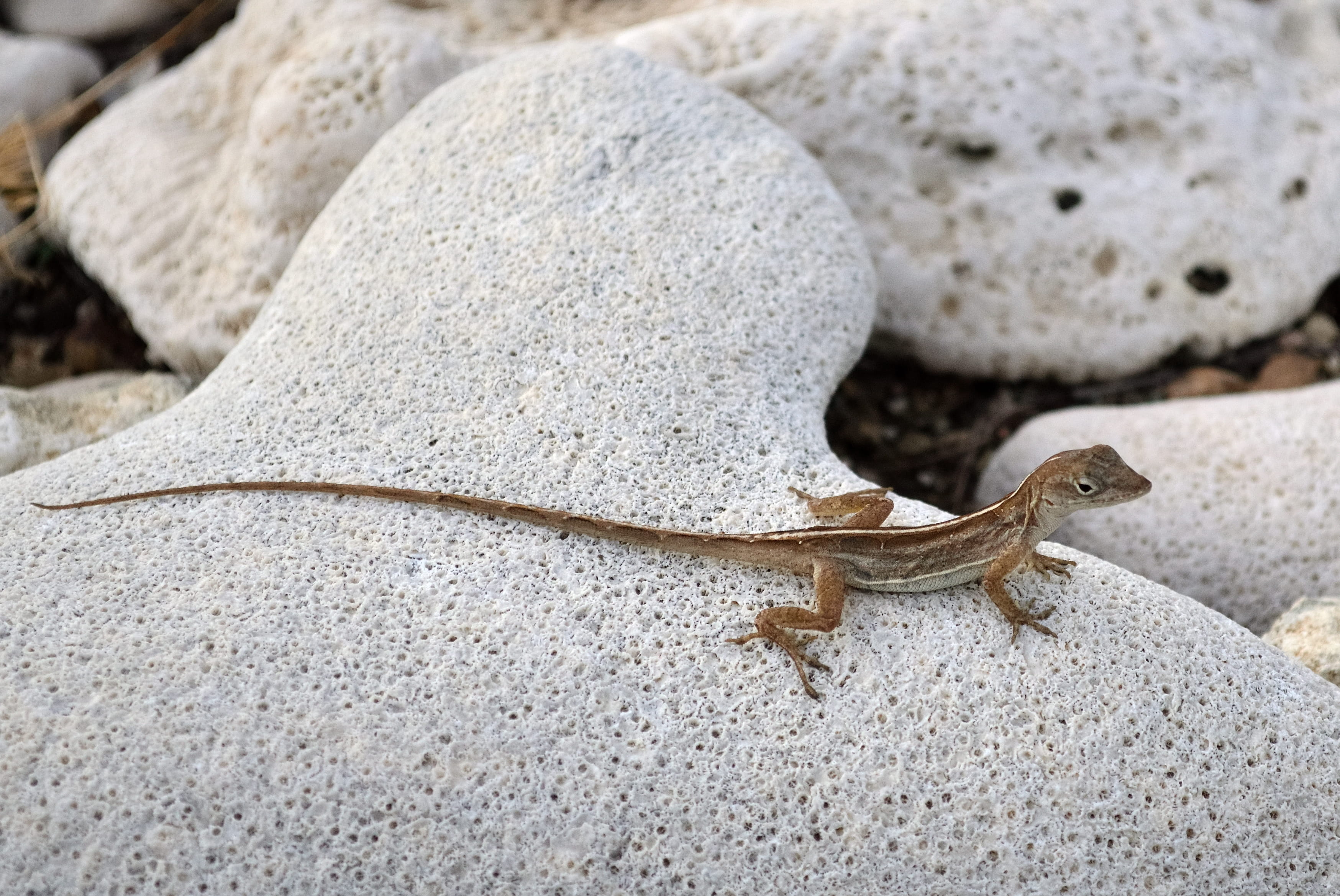 reptile, wild life, long tail, 2K, lizard, solid, crawling, no people, rocks, animal, outdoors, animal themes, nature, close-up, jessups village, day, HD Wallpaper