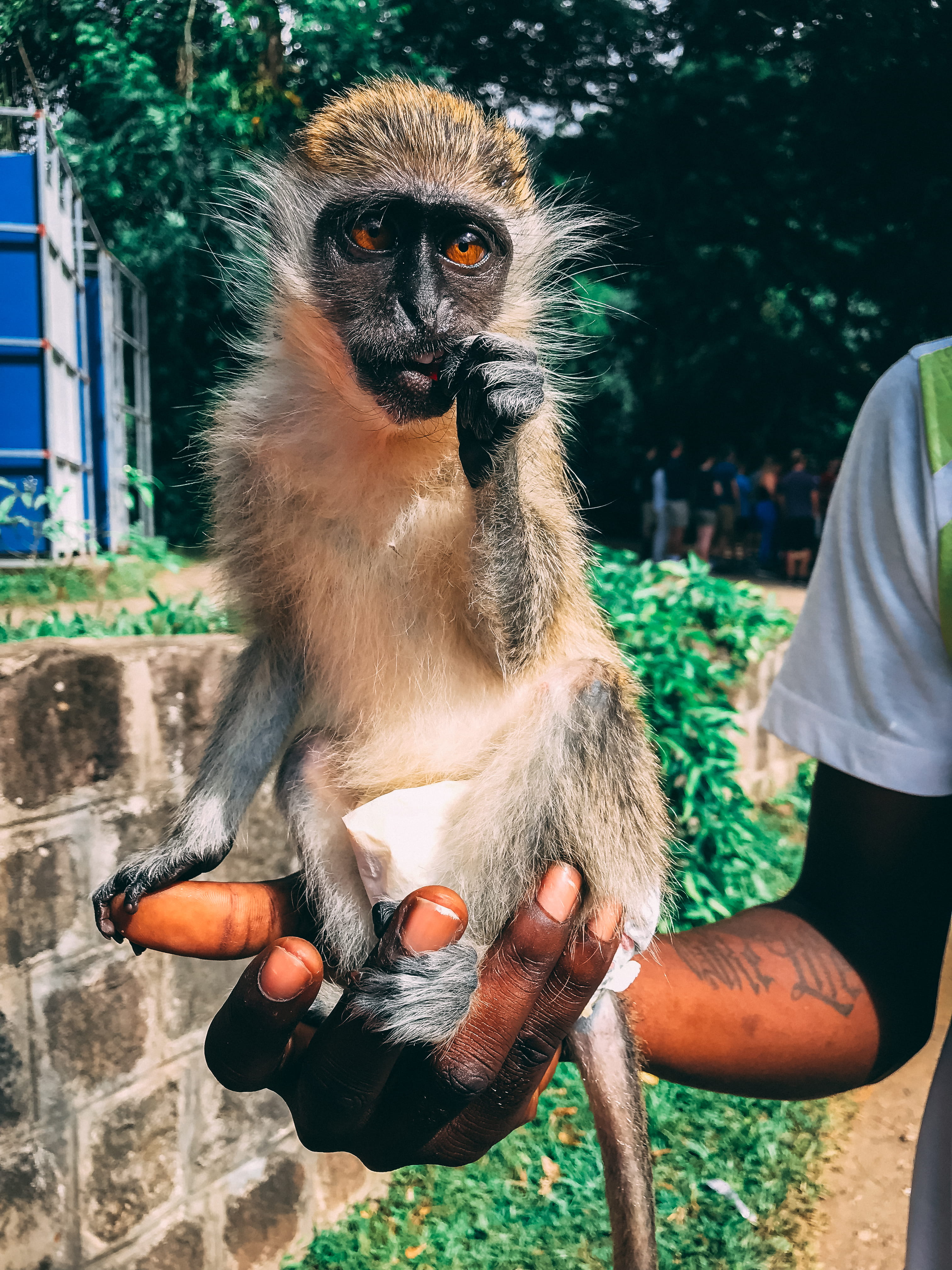 real people, focus on foreground, primate, vertebrate, holding, animals in the wild, human hand, zoo, saint kitts and nevis, monkey, people, nature, human body part, Phone HD Wallpaper
