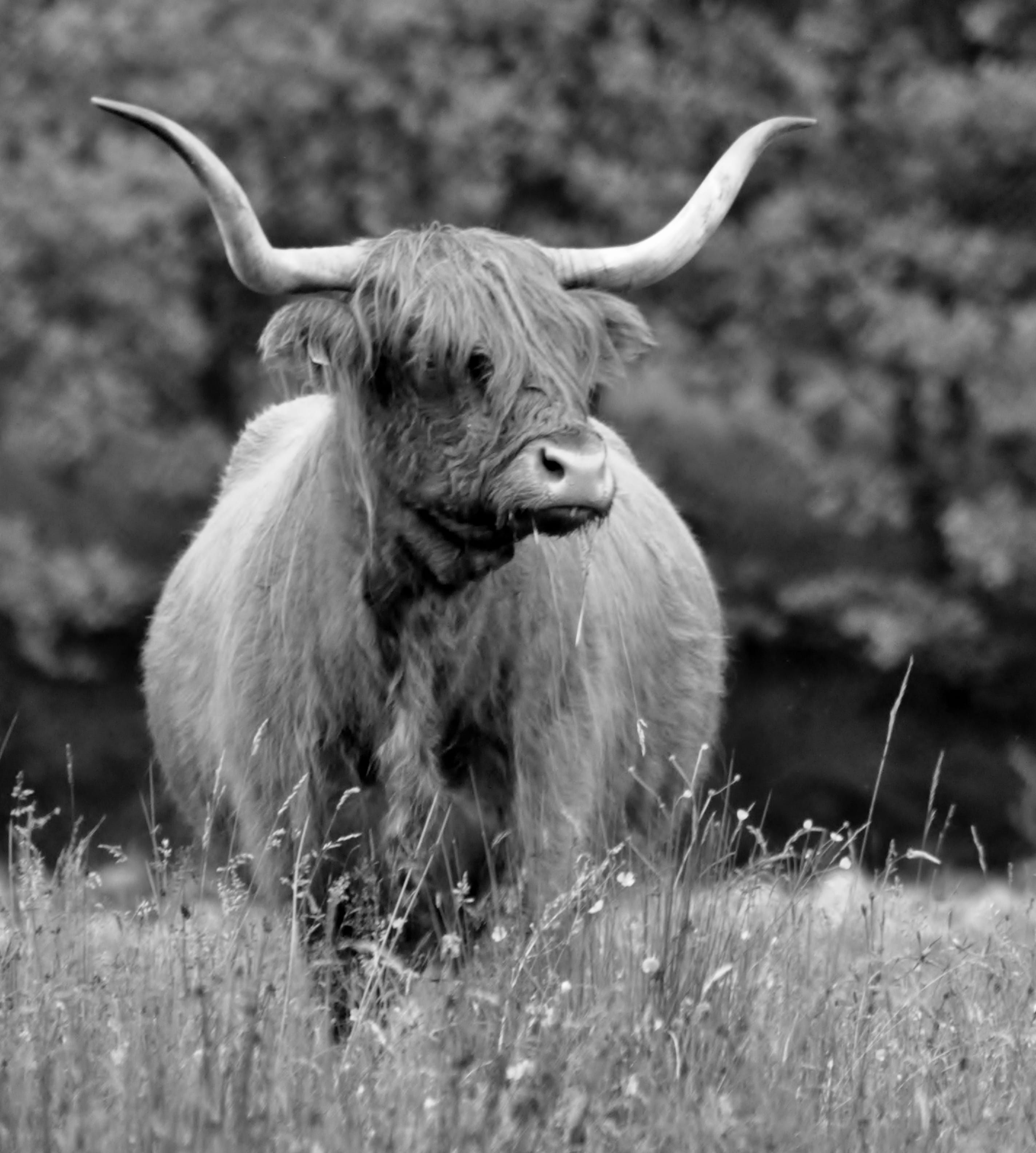 day, pets, grass, no people, 2K, domestic, selective focus, herbivorous, land, horned, domestic animals, nature, animal wildlife, plant, ben nevis, united kingdom, Phone HD Wallpaper