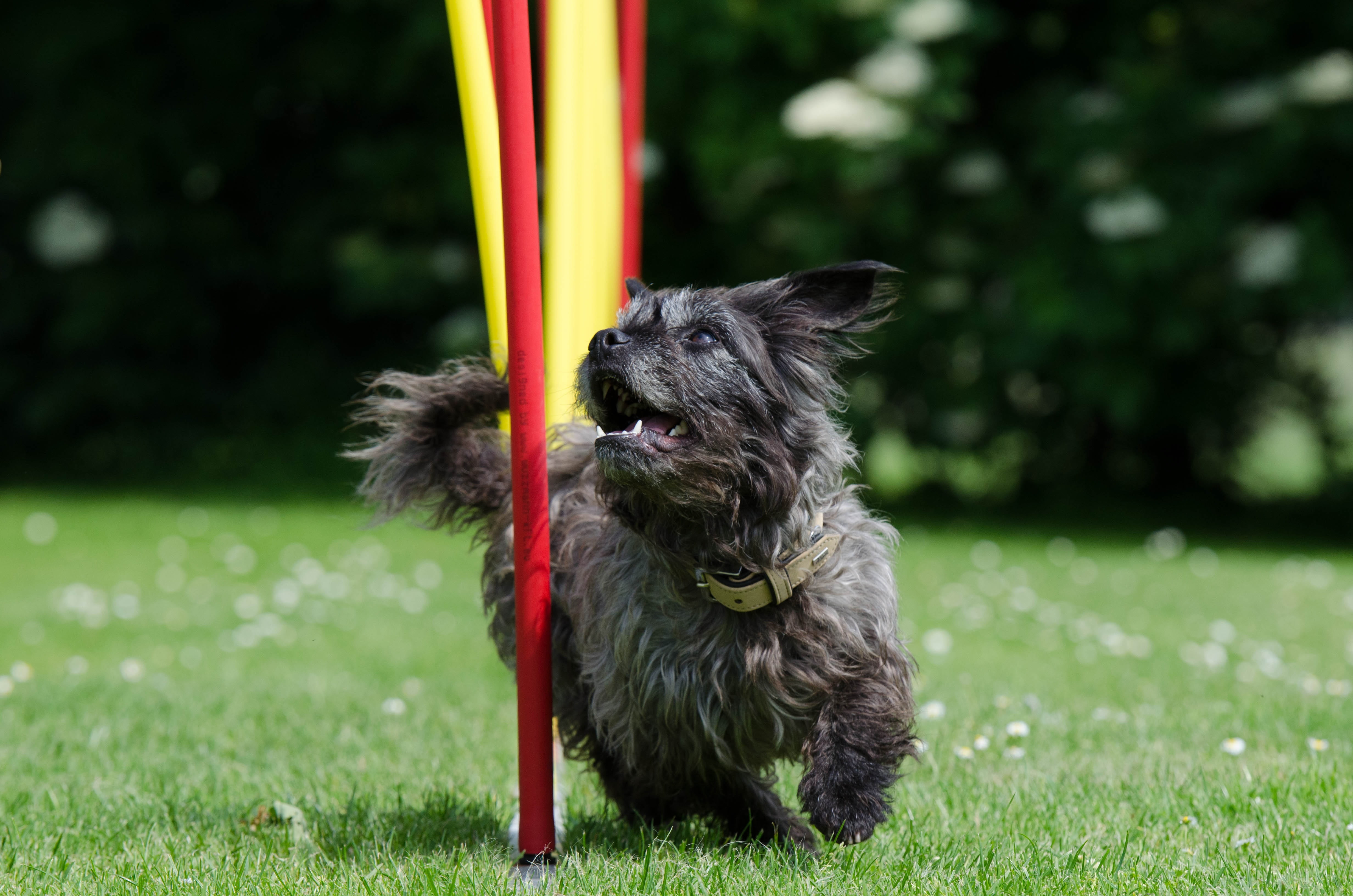 focus on foreground, one animal, slalom, pet, day, plant, domestic animals, pets, sport, fun, canine, animal, black, grass, outdoors, field, mammal, puppy, HD Wallpaper