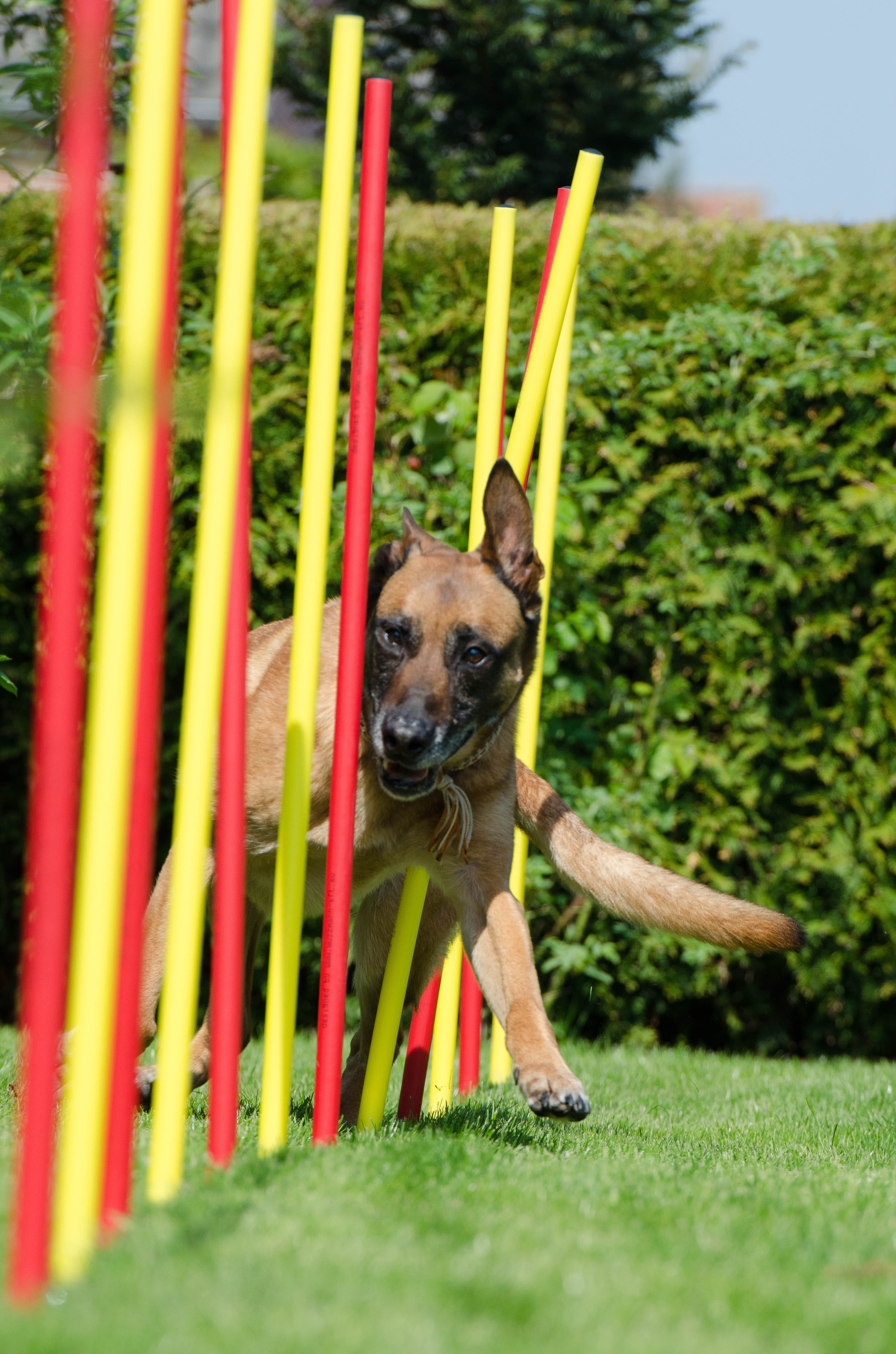 Malinois, grass, domestic, dog, Slalom, mammal, growth, animal, no people, animal themes, day, one animal, running, 4K, Agility, canine, motion, green color, Phone HD Wallpaper
