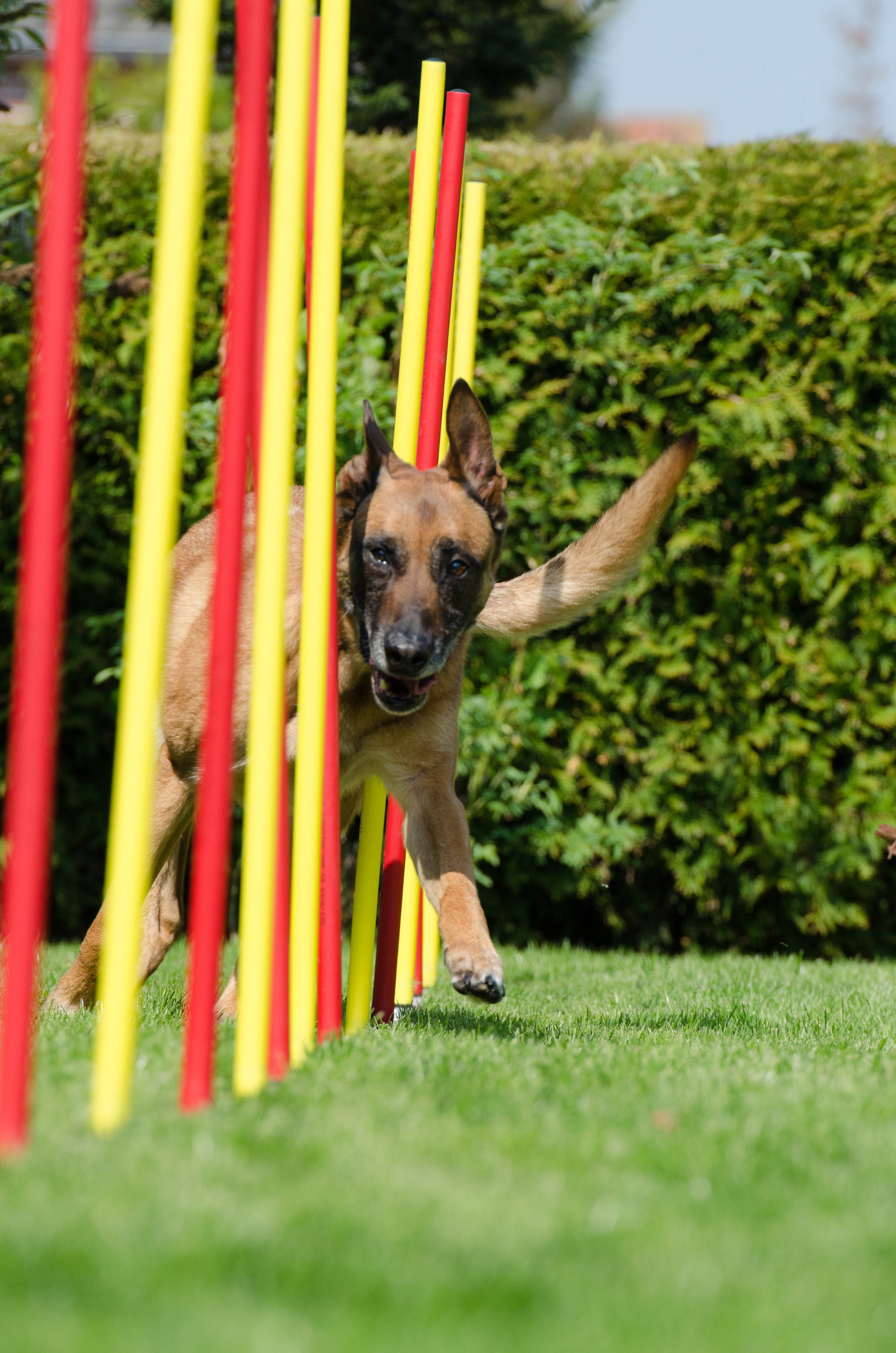 dog, mammal, animal, plant, malinois, outdoors, grass, day, pets, looking at camera, slalom, growth, canine, one animal, selective focus, portrait, 4K, Phone HD Wallpaper