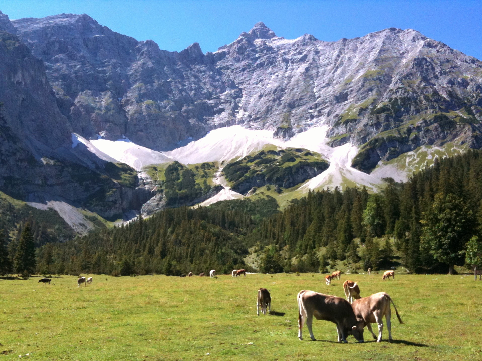 Achensee, mountains, animal, grazing, 720P, trails, Bike Trail, pasture, mountain, near, com, photo, summer, grasslands, mountain biking, mountain bike, HD Wallpaper