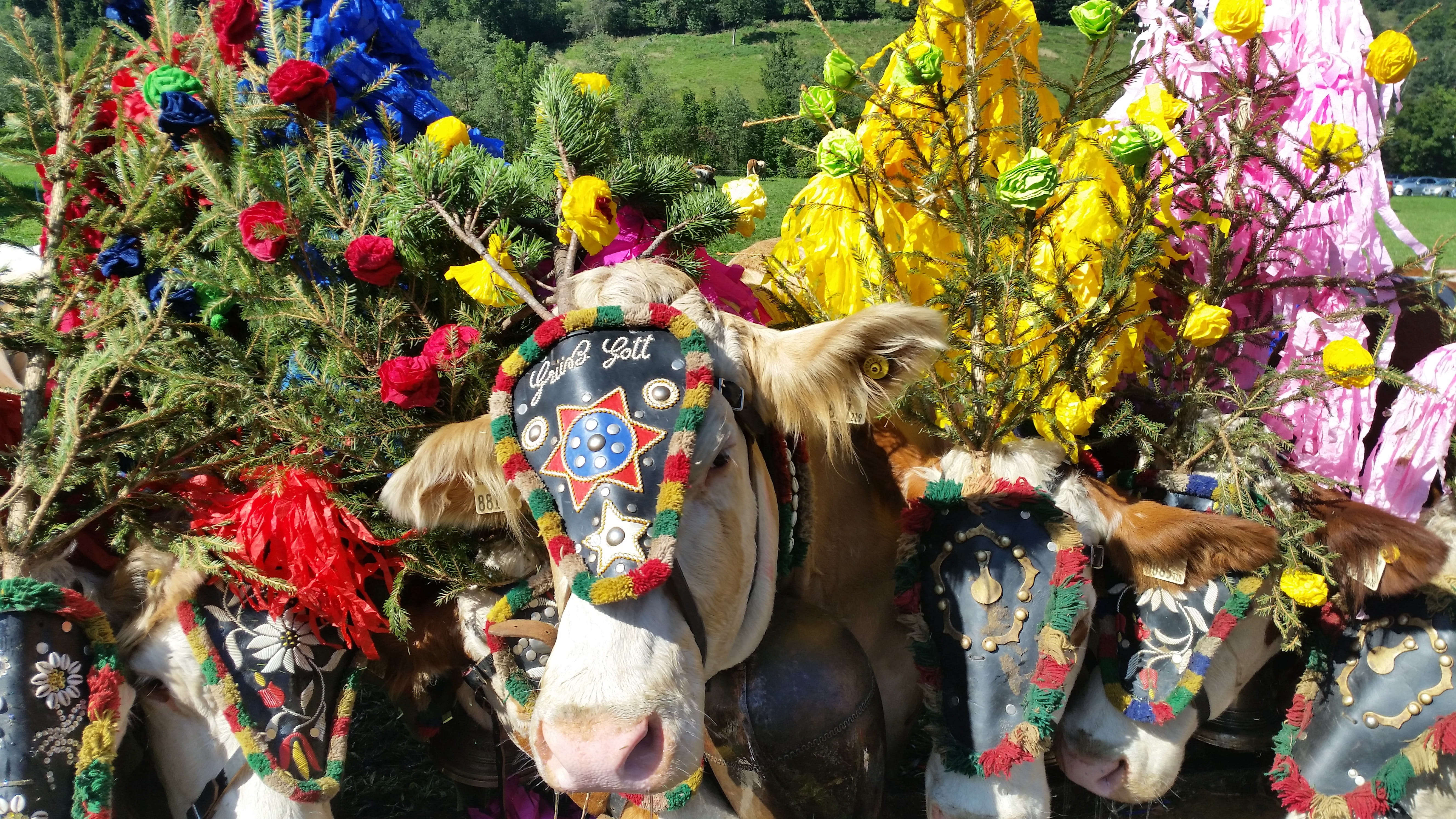 no people, multi colored, clothing, animal, alps, tirol, day, livestock, vertebrate, animal head, animal themes, group of animals, domestic, flower, flowering plant, HD Wallpaper