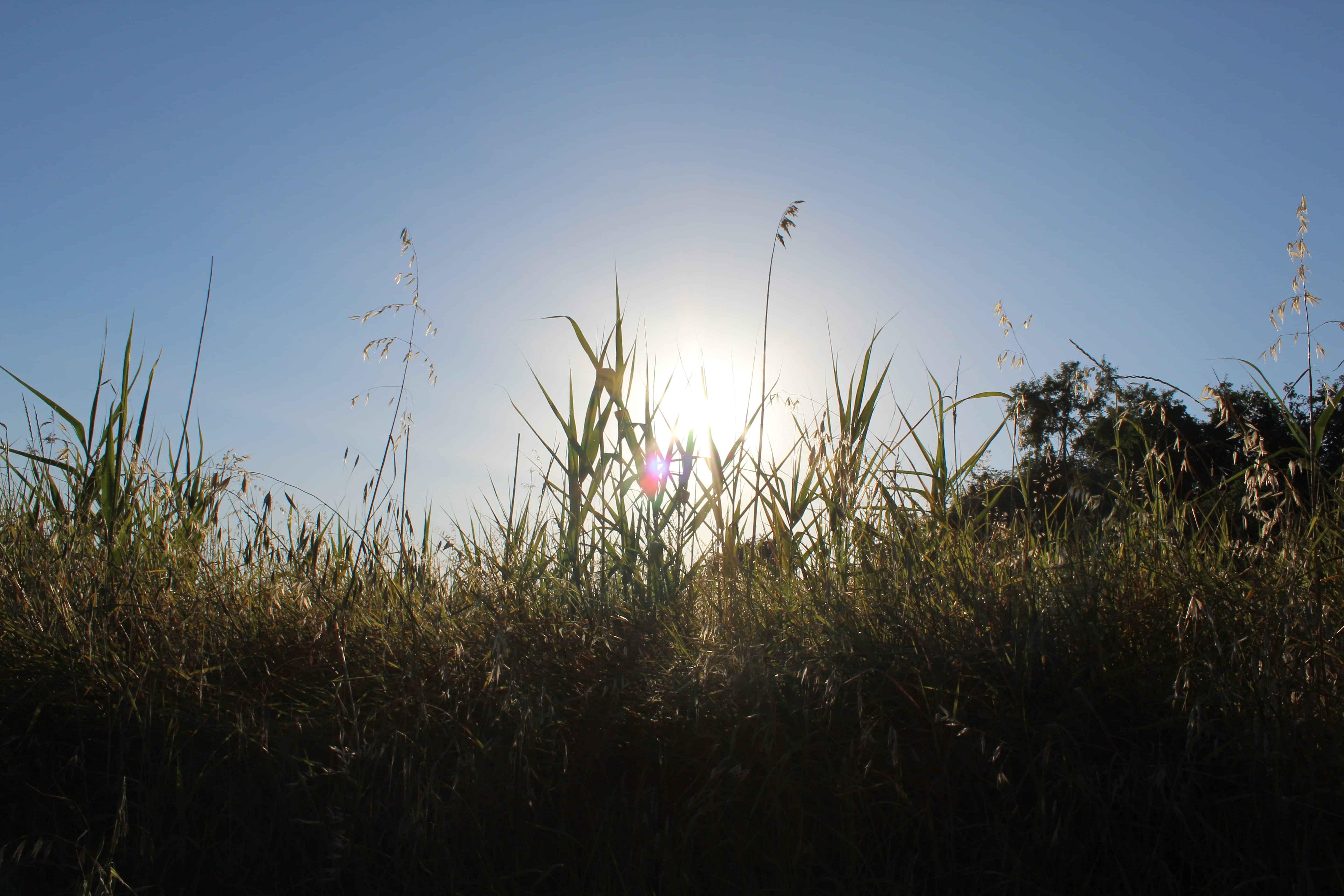 outdoors, tranquility, landscape, plant, 5K, growth, no people, lens flare, clear sky, non-urban scene, flower, day, rocca san felice, sunlight, nature, HD Wallpaper