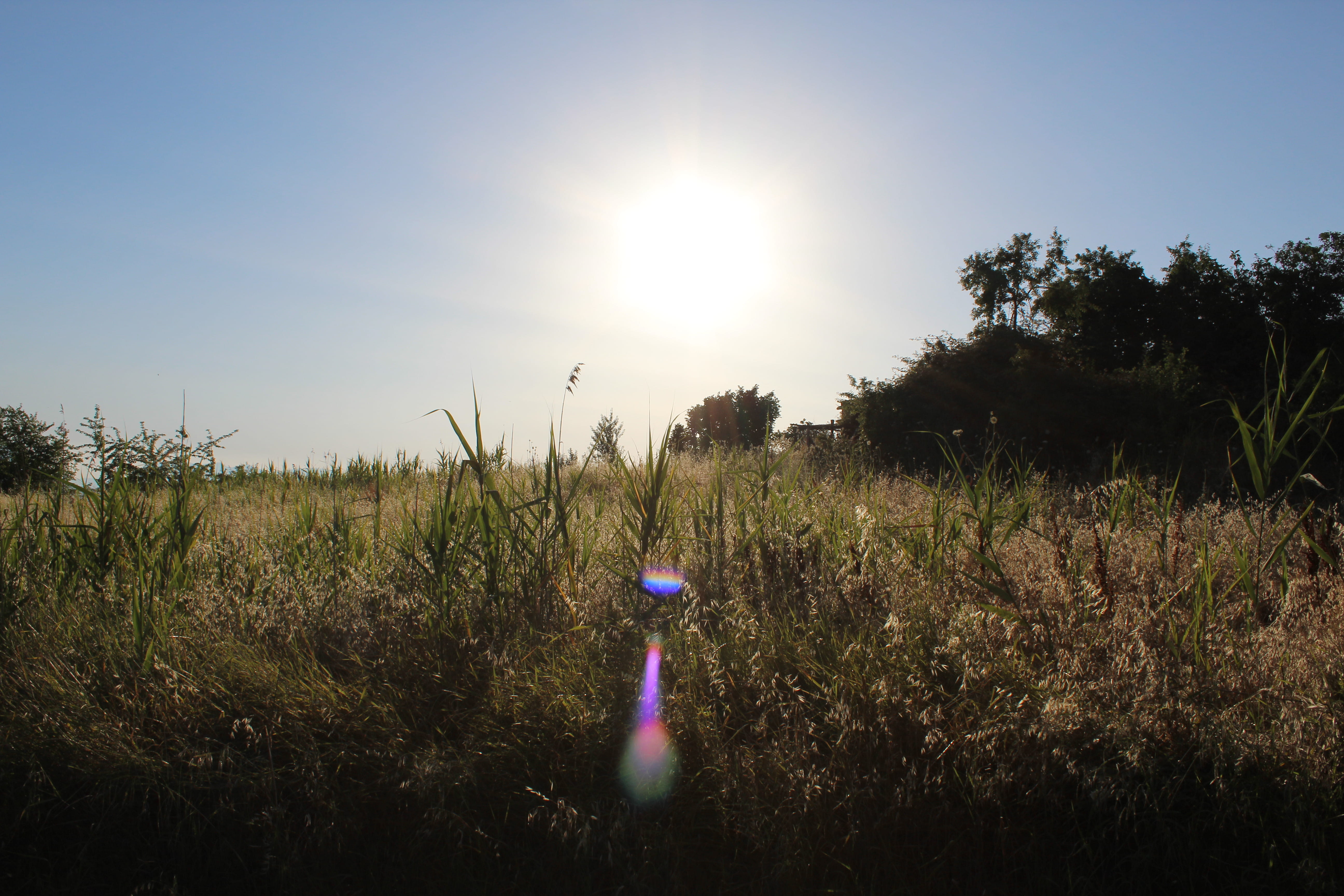 nature, bright, plant, field, environment, day, grass, sun, scenics - nature, tree, lens flare, tranquility, no people, growth, beauty in nature, gardening, HD Wallpaper