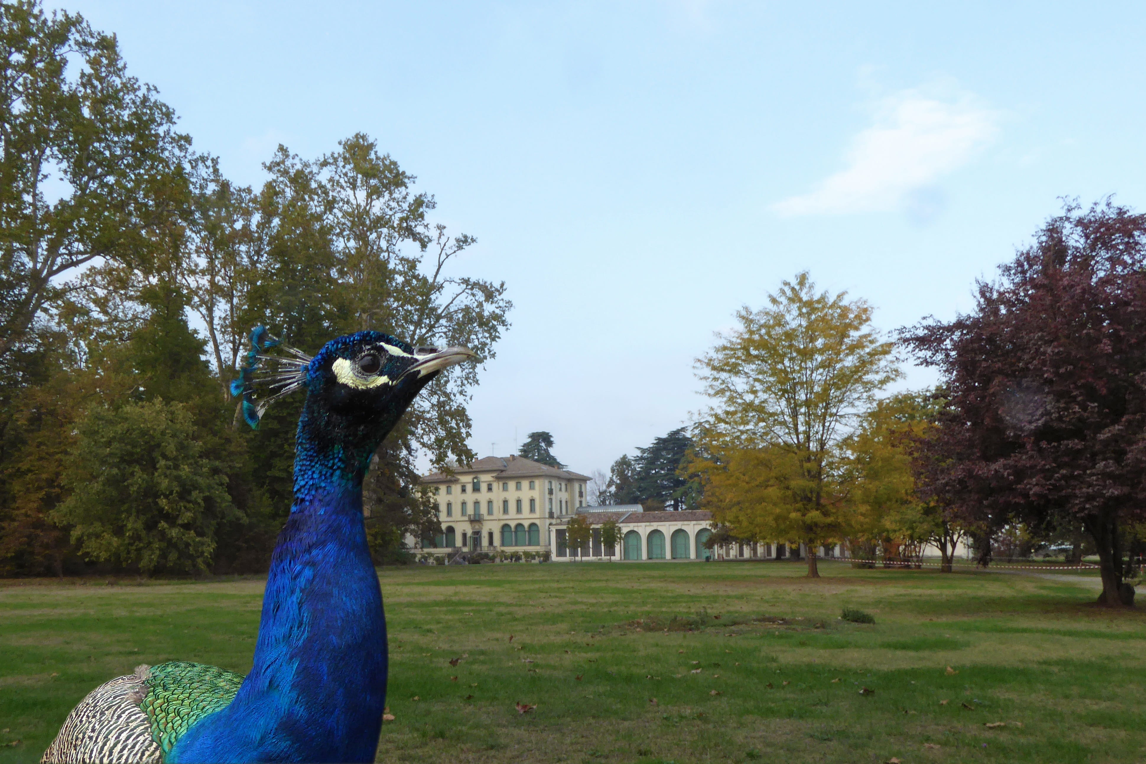 grass, the fondazione magnani rocca, peacock, garden, animal themes, sky, bird, plant, park, green color, land, day, growth, representation, cloud - sky, HD Wallpaper