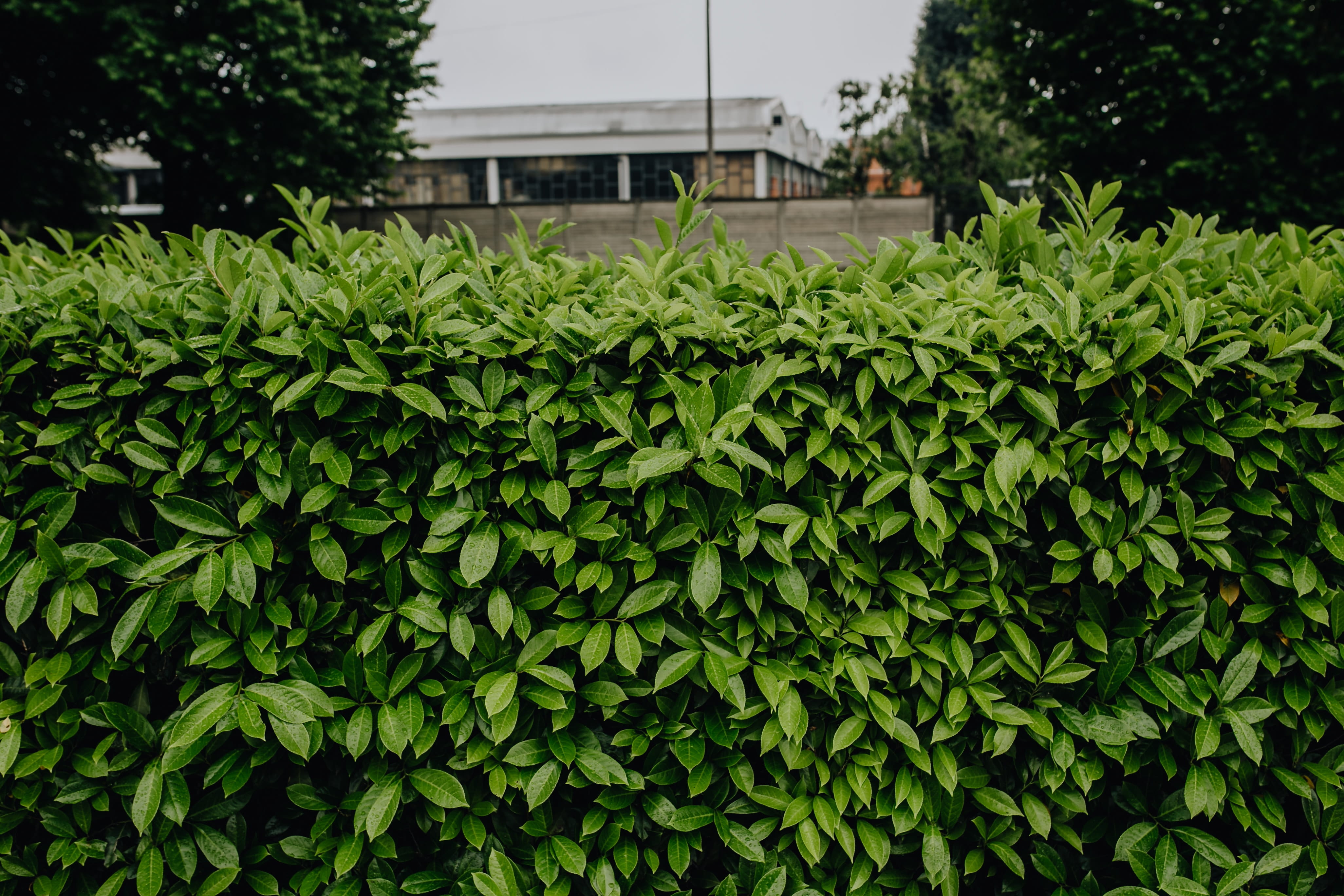 municipal, freshness, foliage, close-up, nature, Italy, no people, hedge, ivy, beauty in nature, outdoors, day, tranquility, 4K, built structure, flora, HD Wallpaper