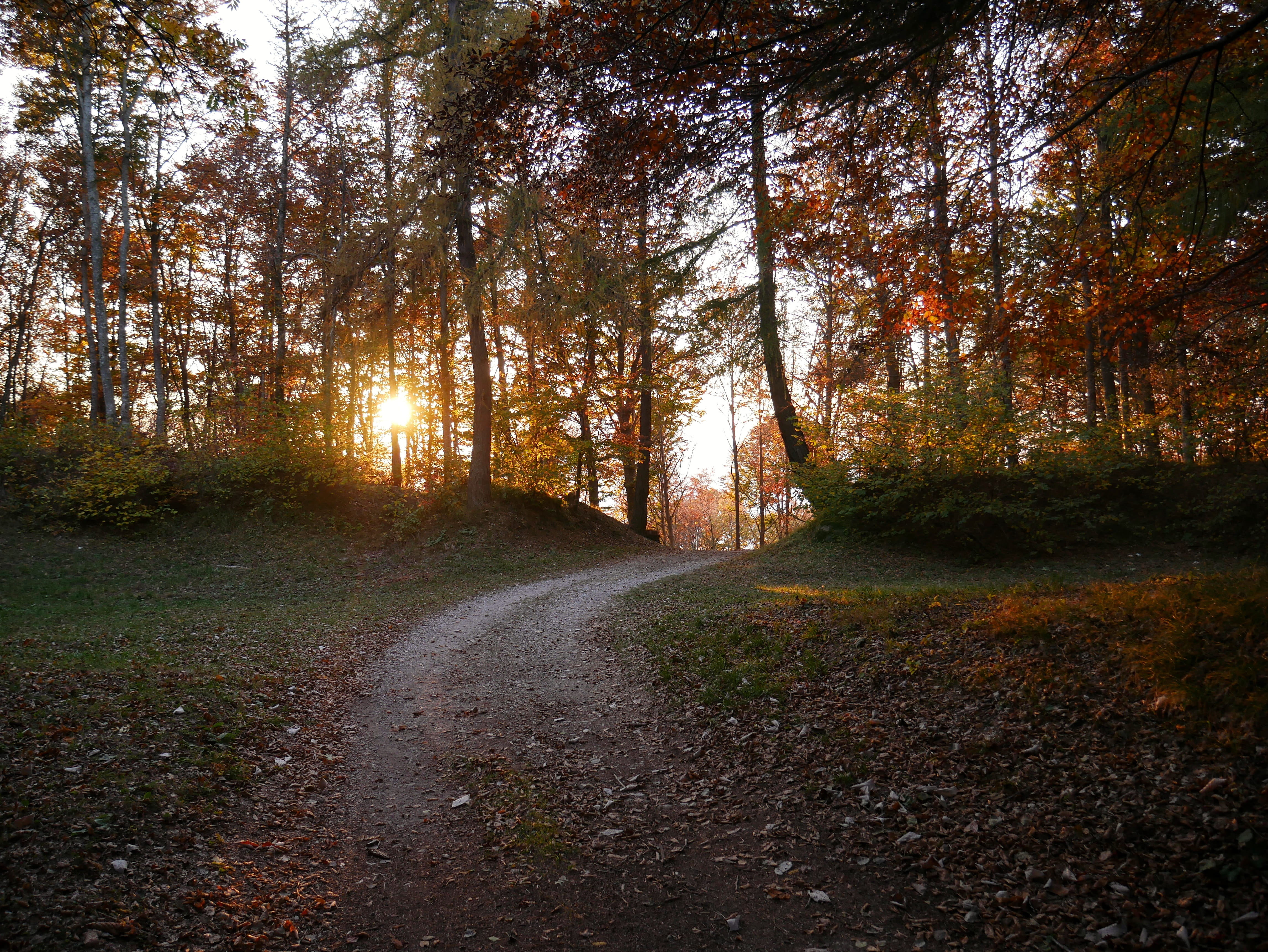 tranquil scene, beauty in nature, pathway, path, non-urban scene, tree, forest, woodland, outdoors, gravel, flora, trees, autumn, transportation, land, HD Wallpaper