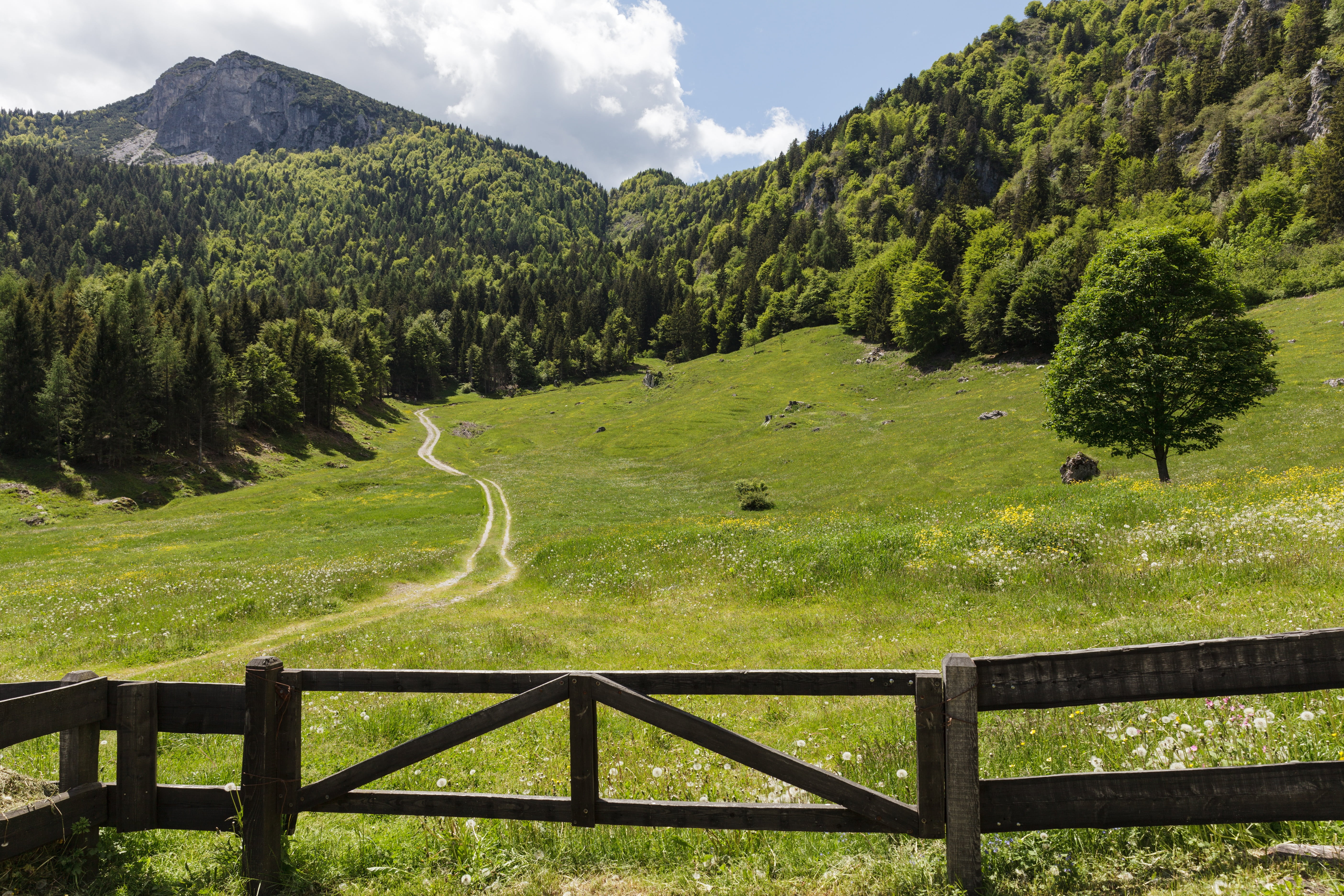 coniferous tree, outdoors, tress, land, non-urban scene, nature, brown, plant, scenics - nature, trento, pine tree, tree, landscape, mountain peak, no people, HD Wallpaper