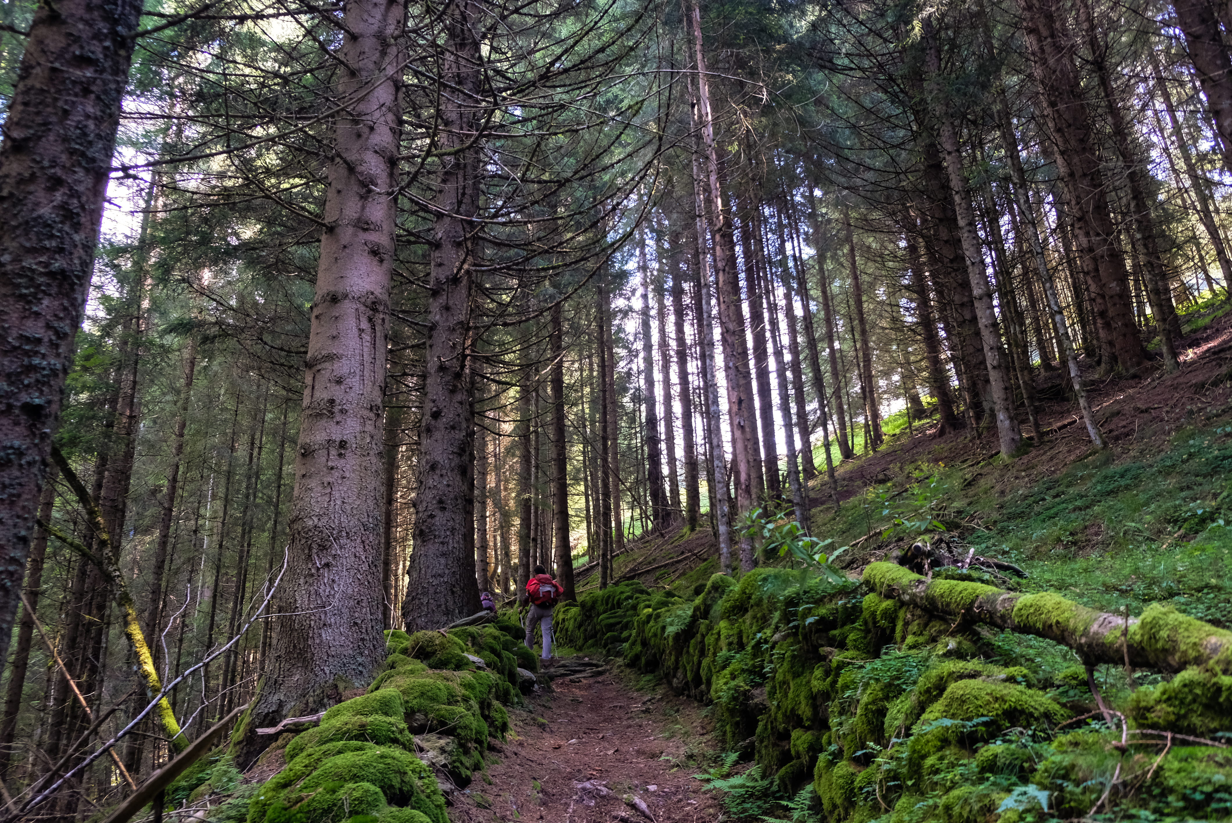 diminishing perspective, trail, trunk, real people, province of trento, tranquility, flora, one person, moss, conifer, person, tree trunk, direction, growth, HD Wallpaper