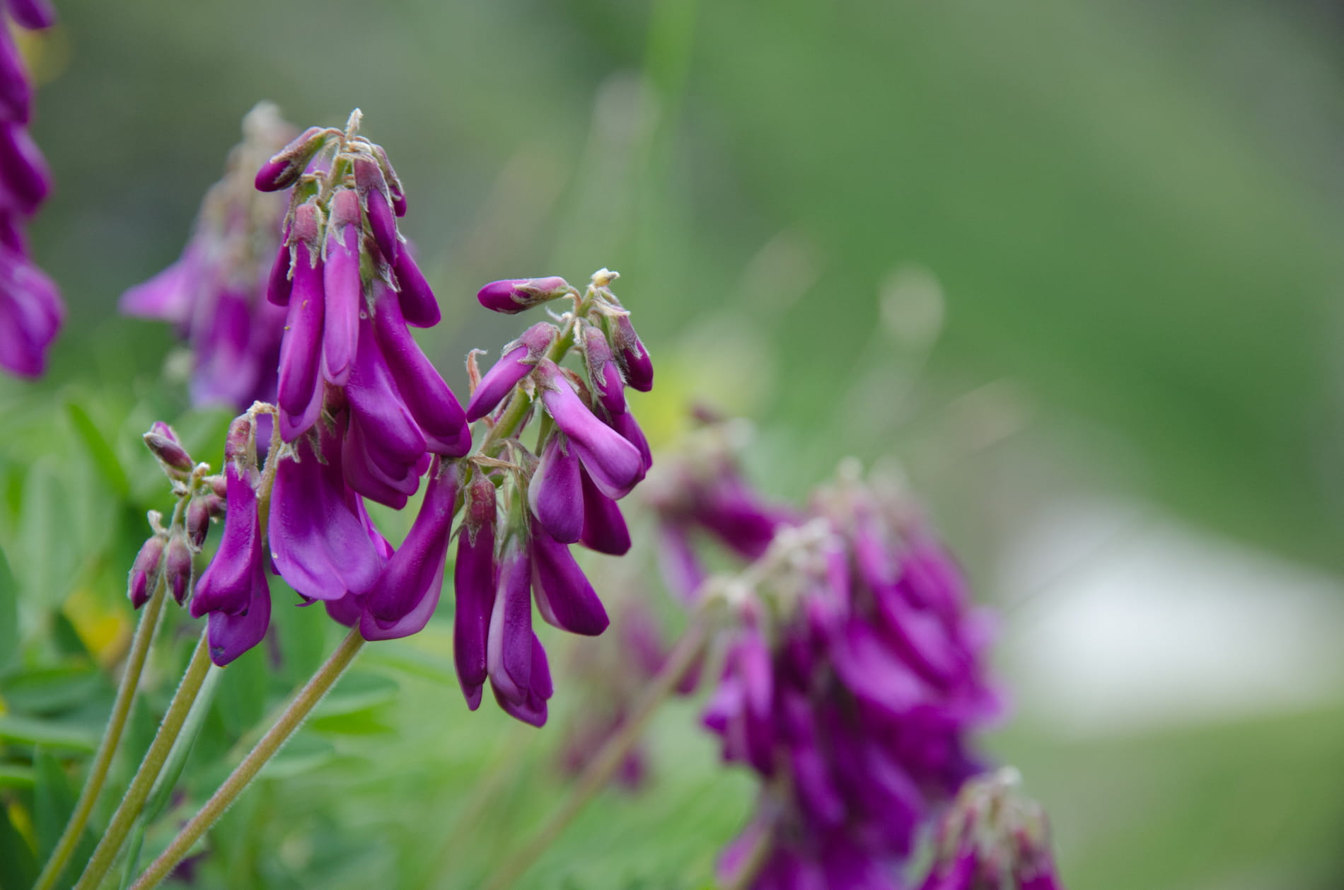 freshness, close-up, fragility, whirlpool europe s.r.l., botany, focus on foreground, purple, outdoors, petal, flower, day, beauty in nature, vulnerability, HD Wallpaper
