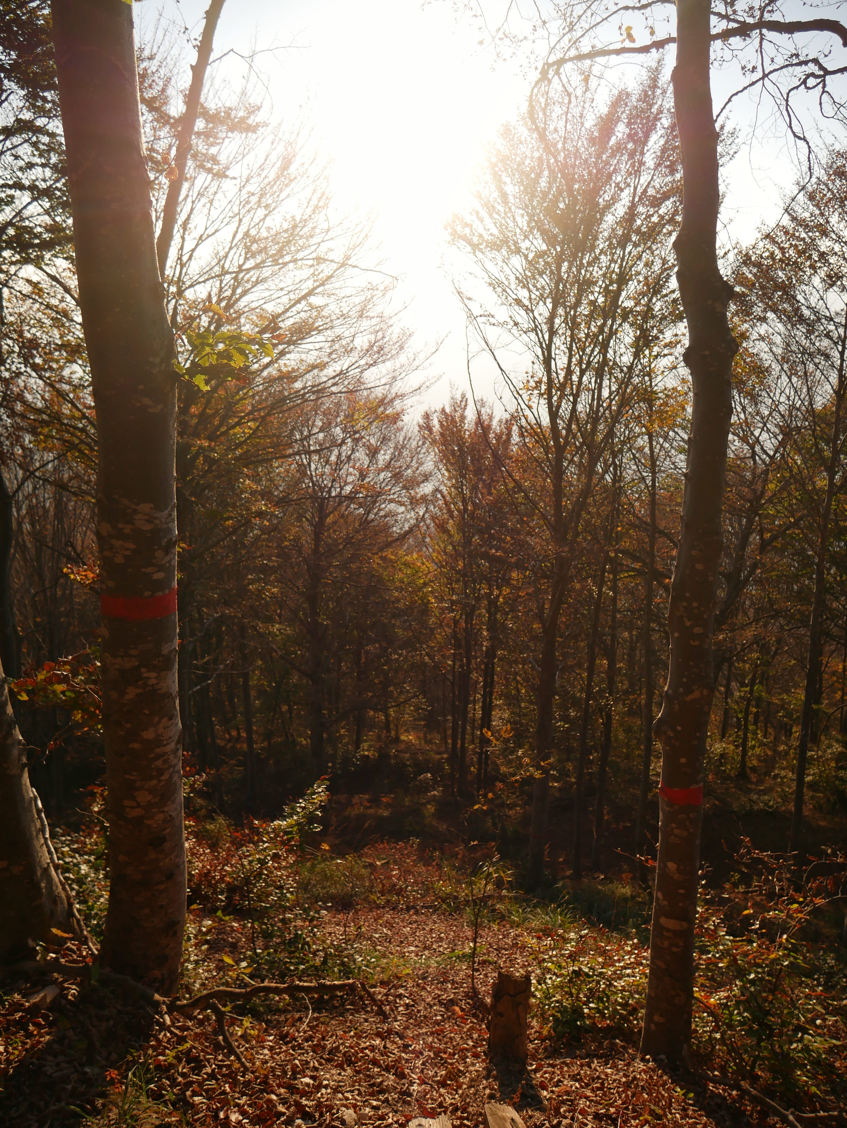 tree trunk, non-urban scene, trunk, province of trento, autumn, nature, day, scenics - nature, 4K, outdoors, no people, plant, woodland, tranquility, italy, Phone HD Wallpaper