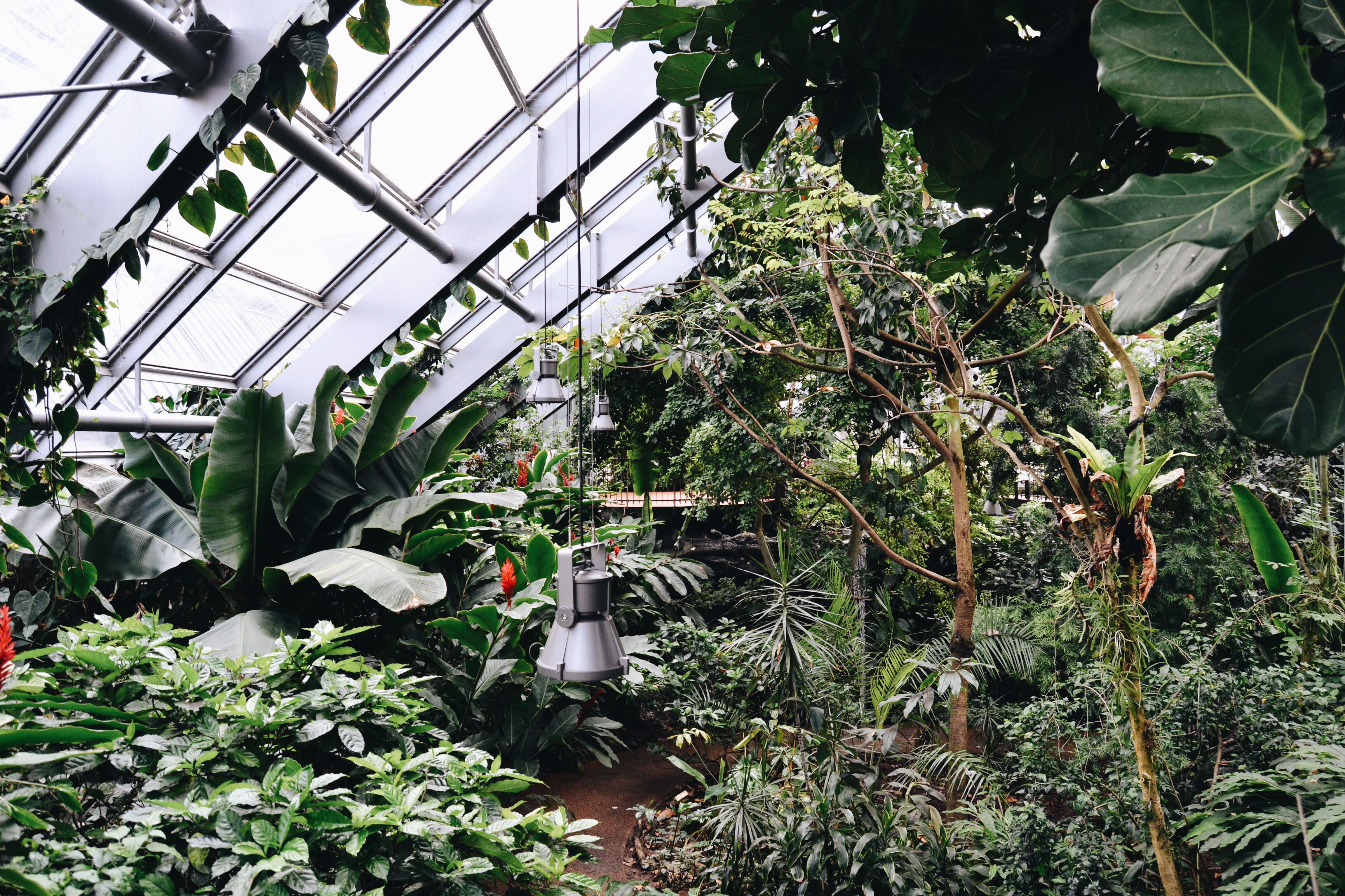 plant nursery, plant part, floral, outdoors, leaves, built structure, care, vegetable, shrub, gardening, greenhouse, nature, growth, greenery, day, plant, HD Wallpaper