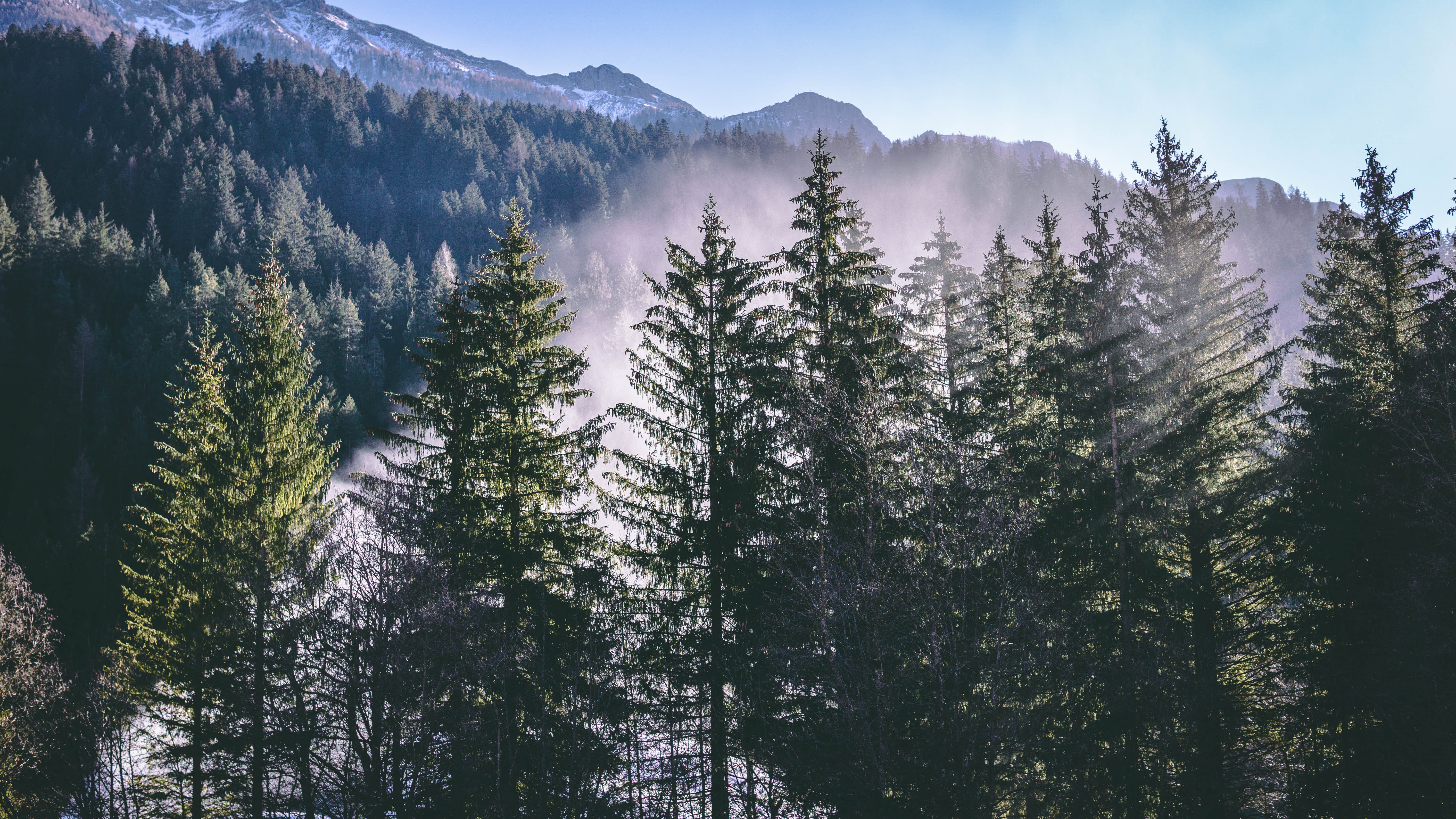 tranquil scene, green, forest, environment, sunlight, idyllic, rays, plant, tree, ray, blue, no people, day, fir, scenics - nature, conifer, mountain, beauty in nature, HD Wallpaper