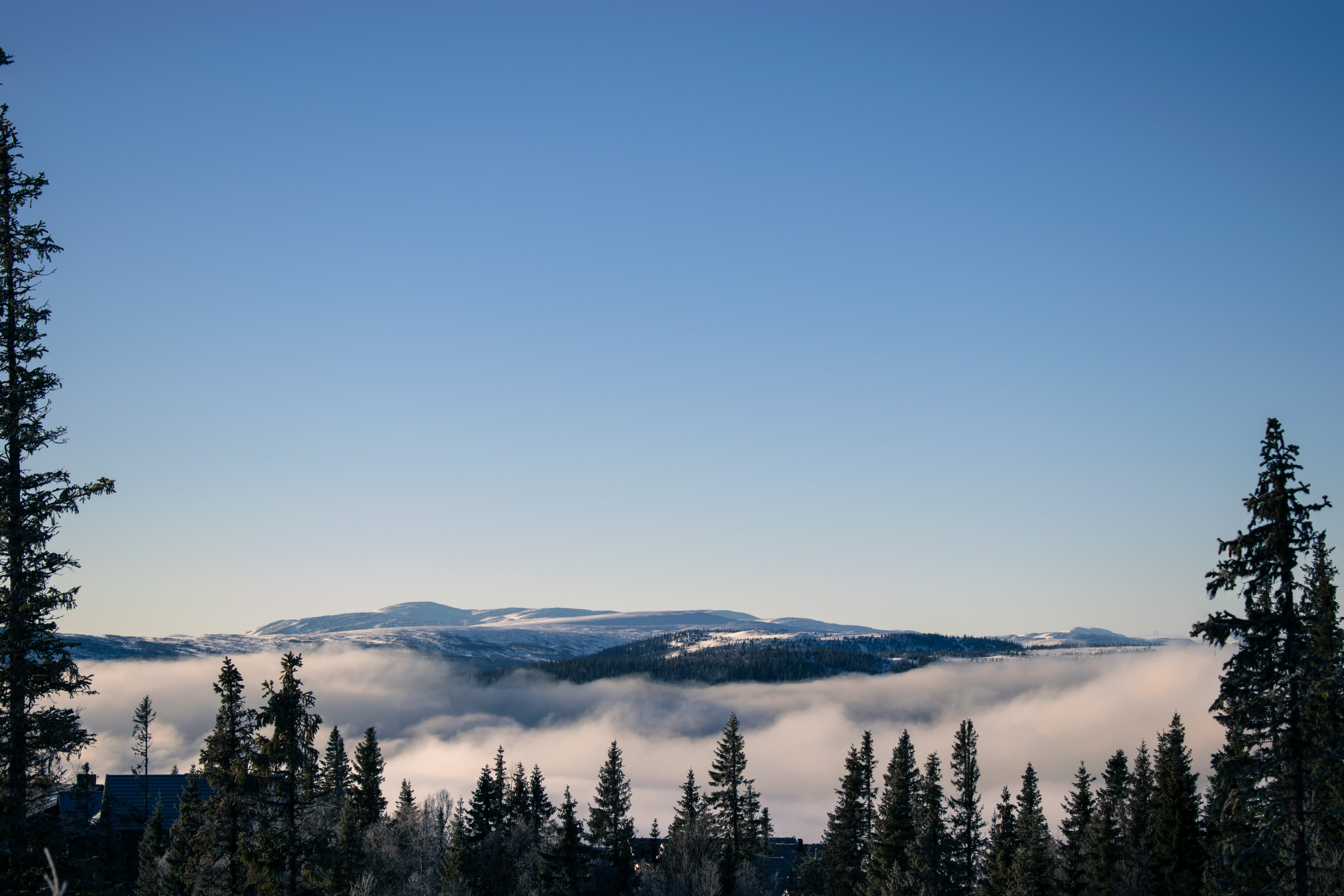 winter, cold, clear sky, landscape, no people, åre, cold temperature, idyllic, copy space, morning light, blue, beauty in nature, fir trees, overview, spruce, HD Wallpaper