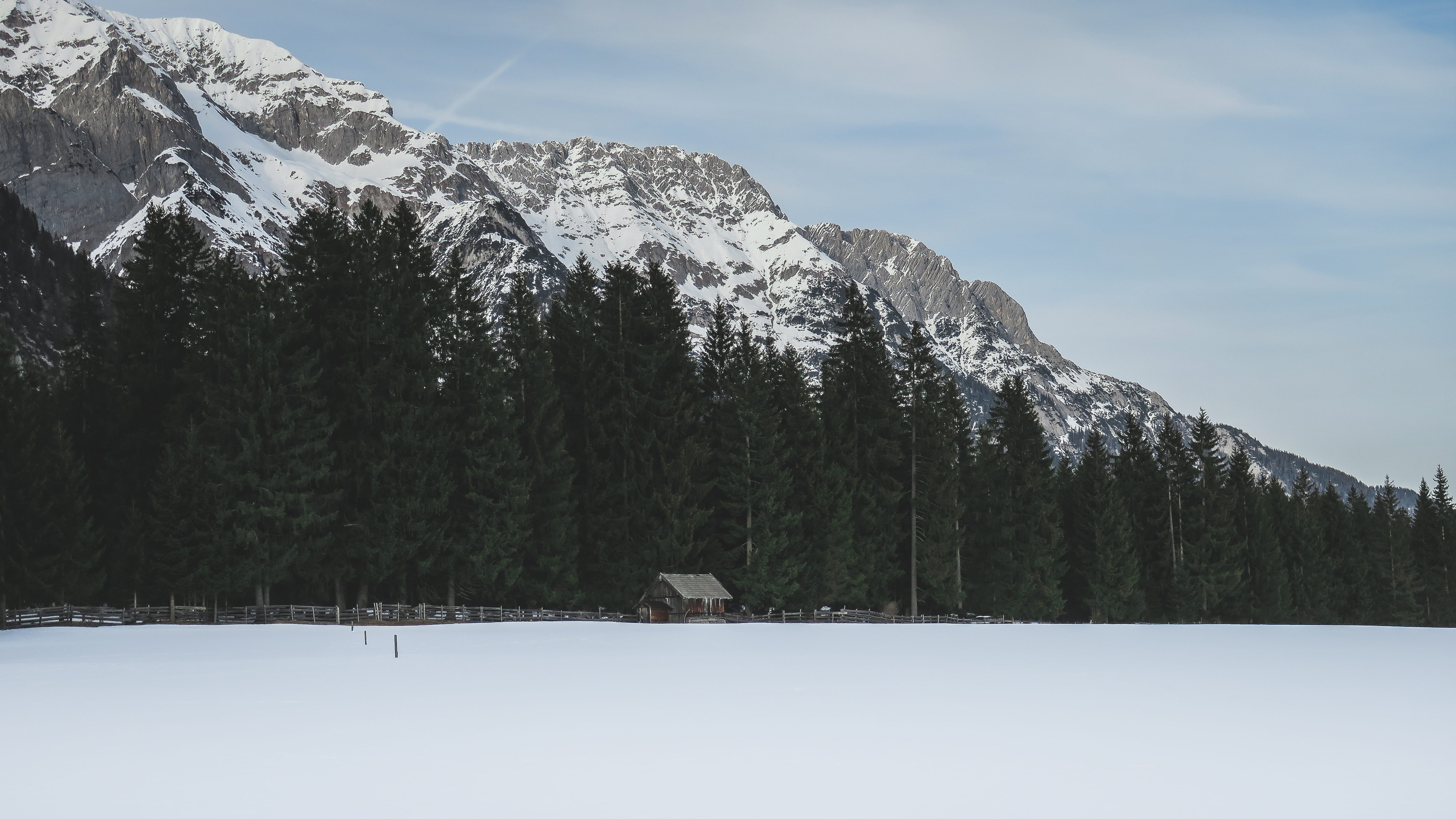 plant, coniferous tree, tranquil scene, pine tree, trees, near, snowcapped mountain, color Image, landscape, Farewell, tree, cold - Temperature, mountain peak, HD Wallpaper
