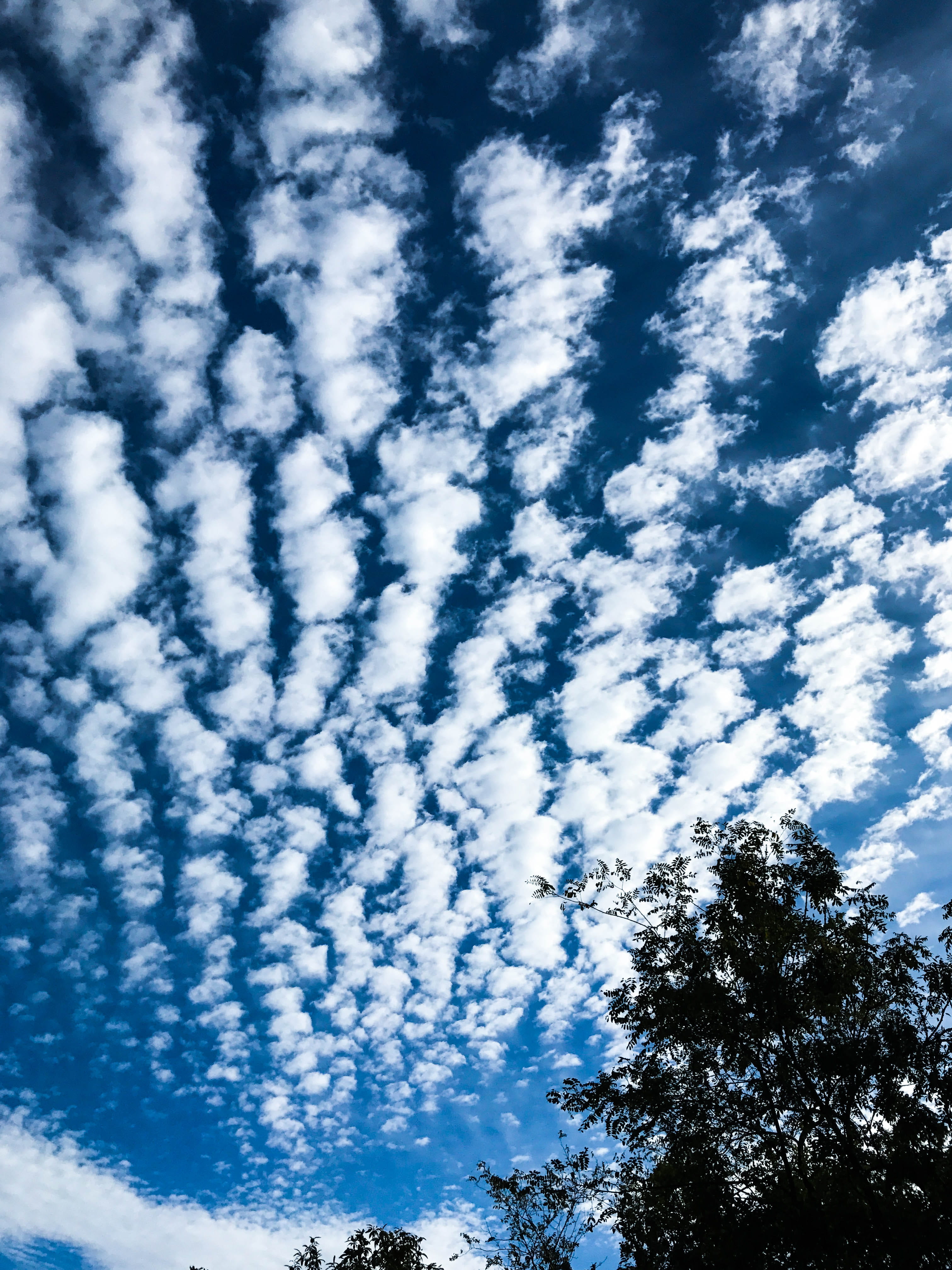 cloud - sky, sky, nuvole, outdoors, trees, no people, blue sky, blue, clouds, nature, cloud, beauty in nature, non-urban scene, tranquility, idyllic, plant, Phone HD Wallpaper
