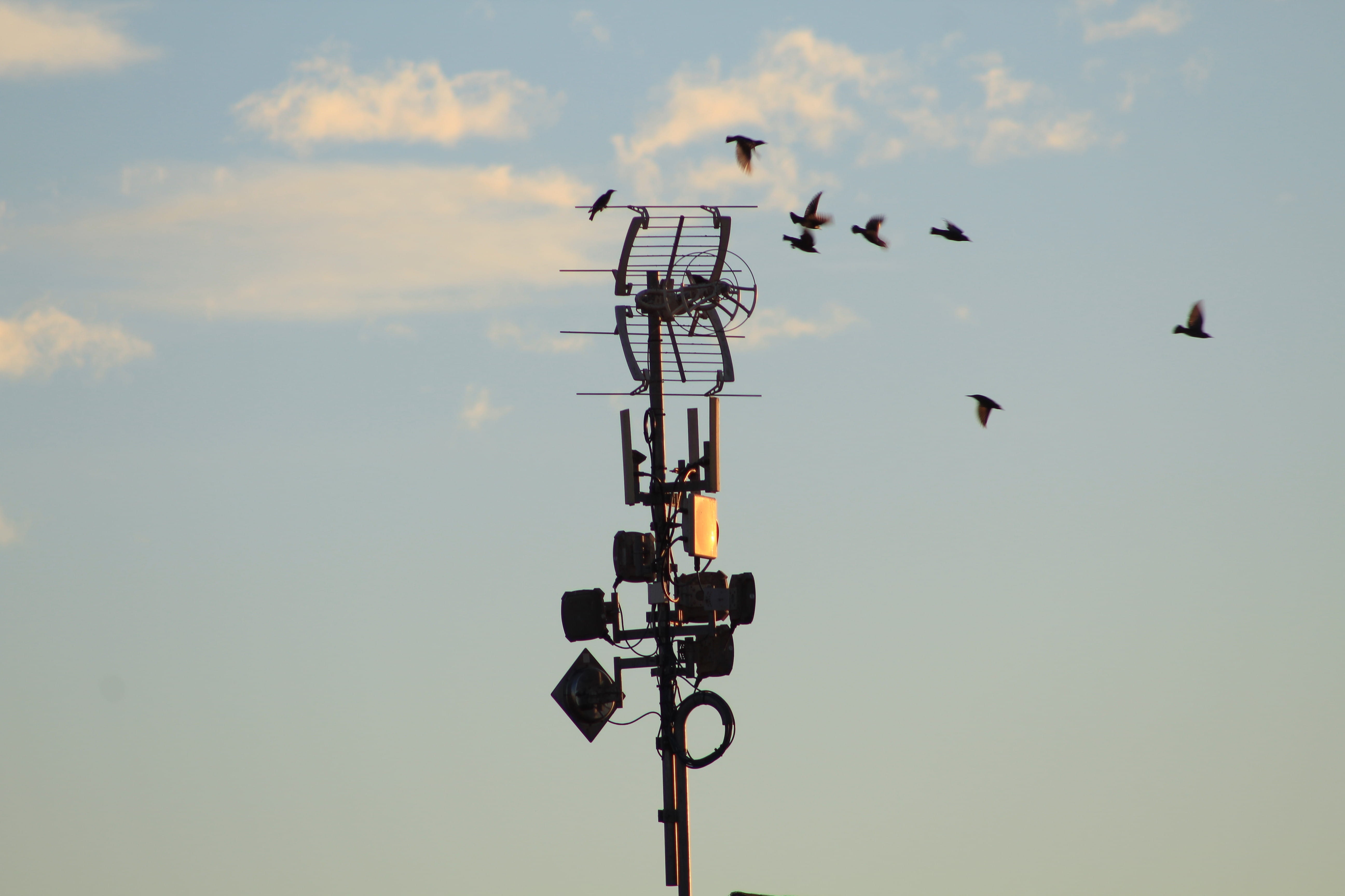 perching, black, cloud - sky, outdoors, sunset, 5K, nature, sky, connection, animals in the wild, bird, day, transmission, low angle view, group of animals, HD Wallpaper