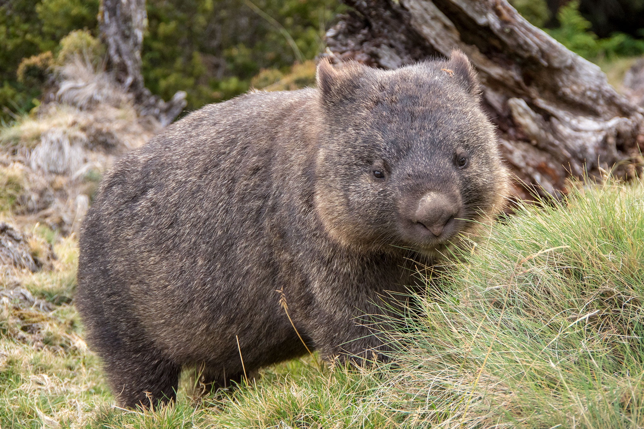 1080P, animals, Wombat, mammals, HD Wallpaper