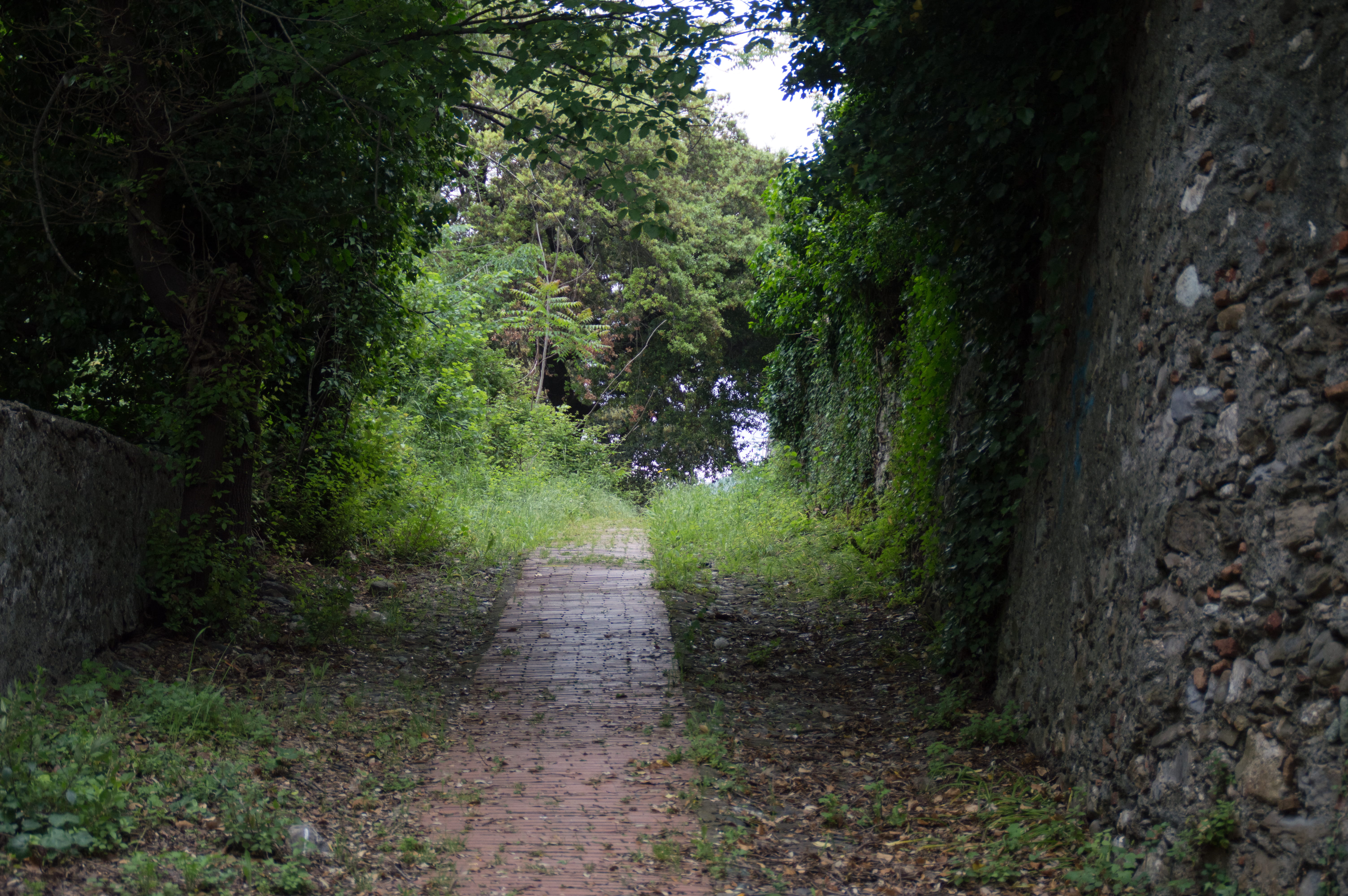 forest, diminishing perspective, empty, footpath, the way forward, narrow, tree, nature, genova, no people, 5K, overgrown, brick path, outdoors, transportation, HD Wallpaper