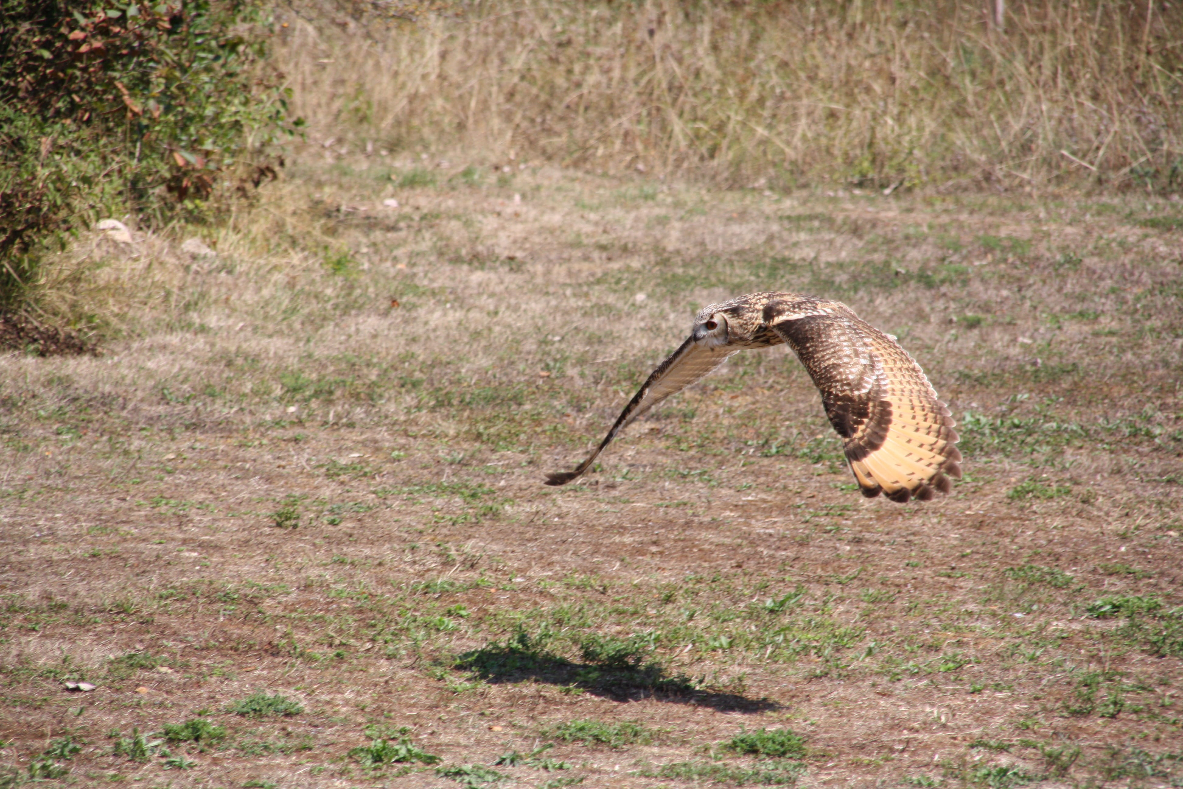 falconry, animals in the wild, stick - plant part, outdoors, vertebrate, day, communication, pen, field, sparrowhawk, bird, predator, eagle, falcon, one animal, HD Wallpaper