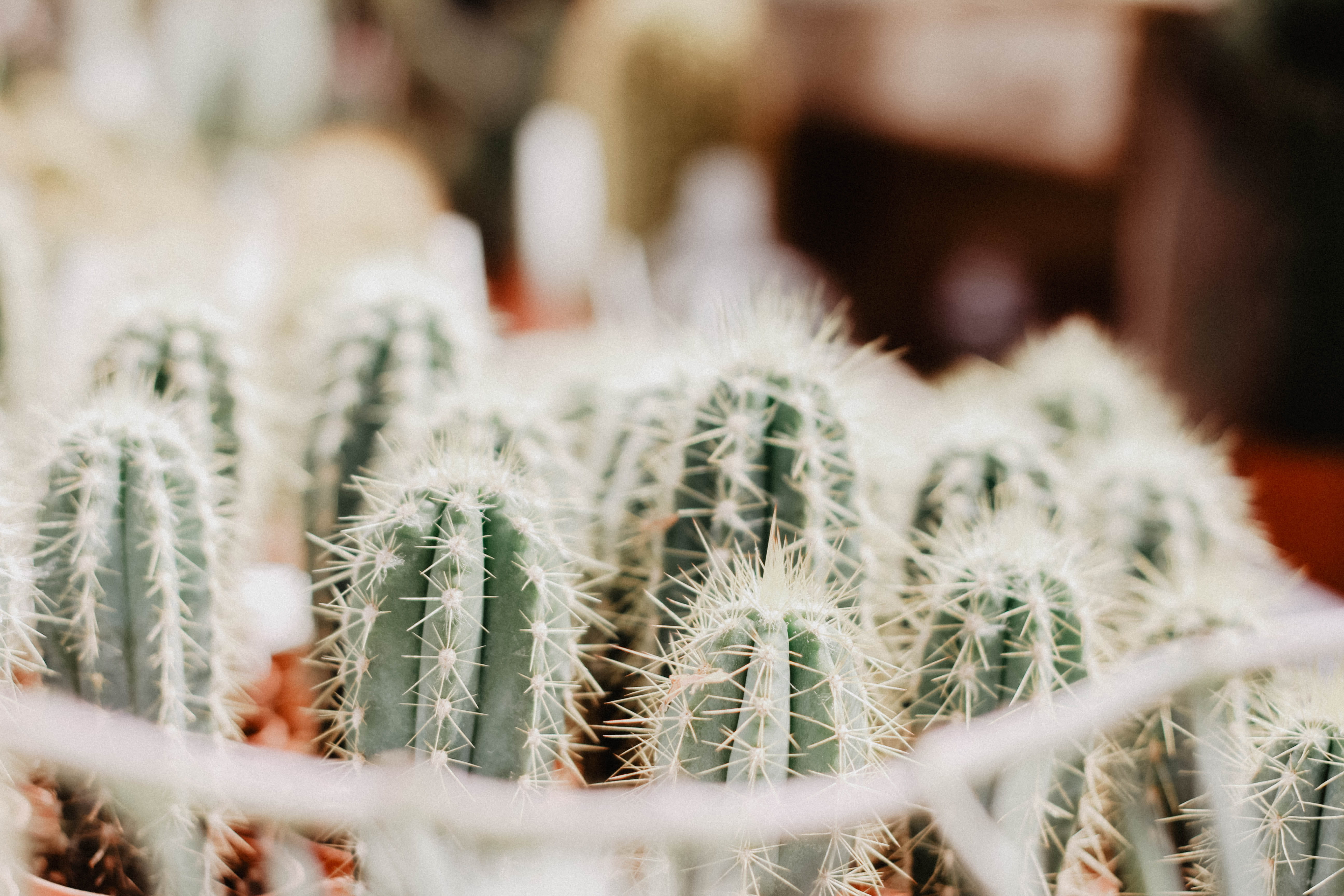 cactus, green, buzzard, snow, mammal, focus on foreground, sprout, potted plant, sign, inflatable, animal, growth, day, focus, close-up, photography, flowering plant, HD Wallpaper