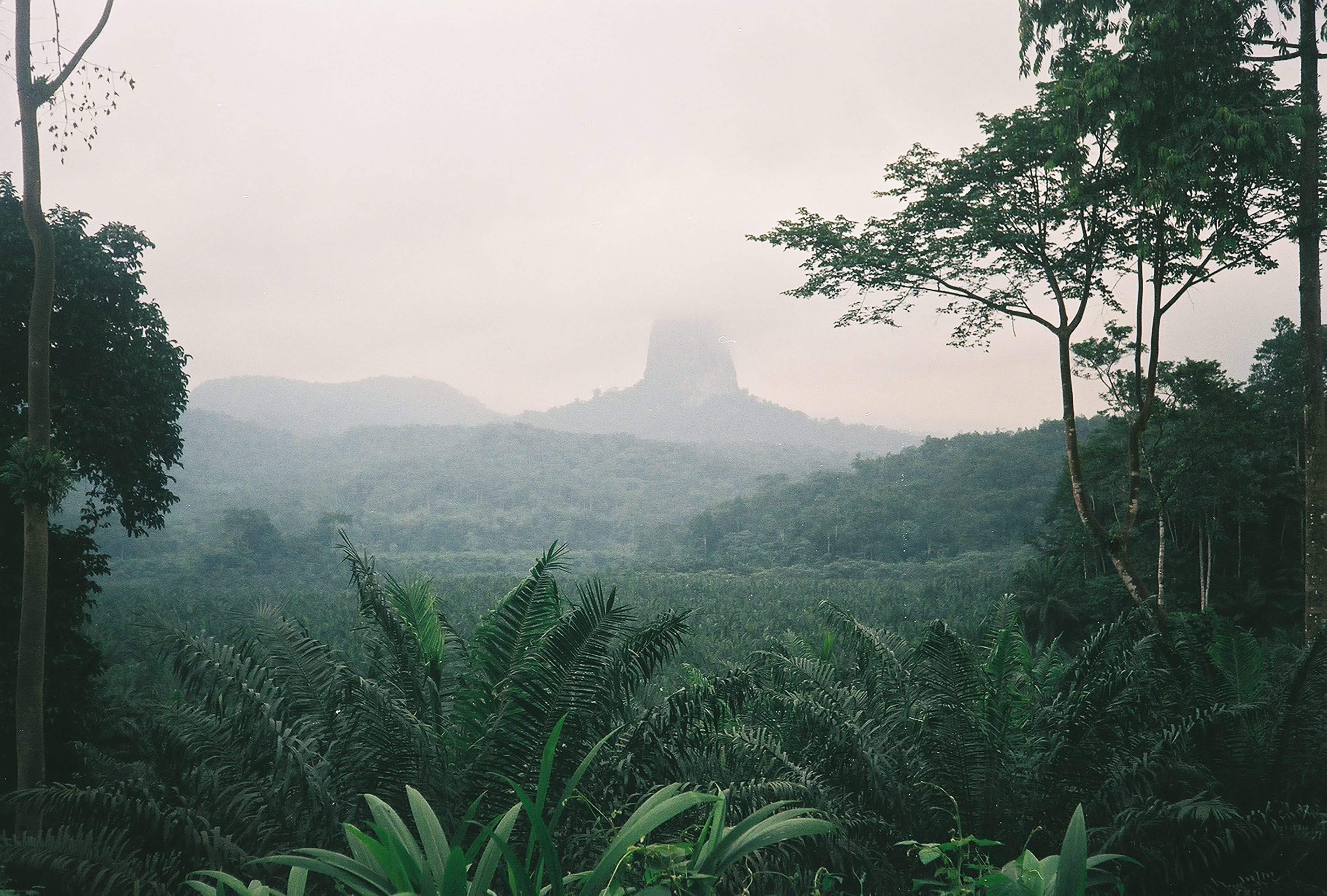 plant, land, africa, palm tree, tranquil scene, tropical, 2K, pico cão grande, tranquility, são tomé, fog, scenics - nature, growth, mountain, montain, HD Wallpaper